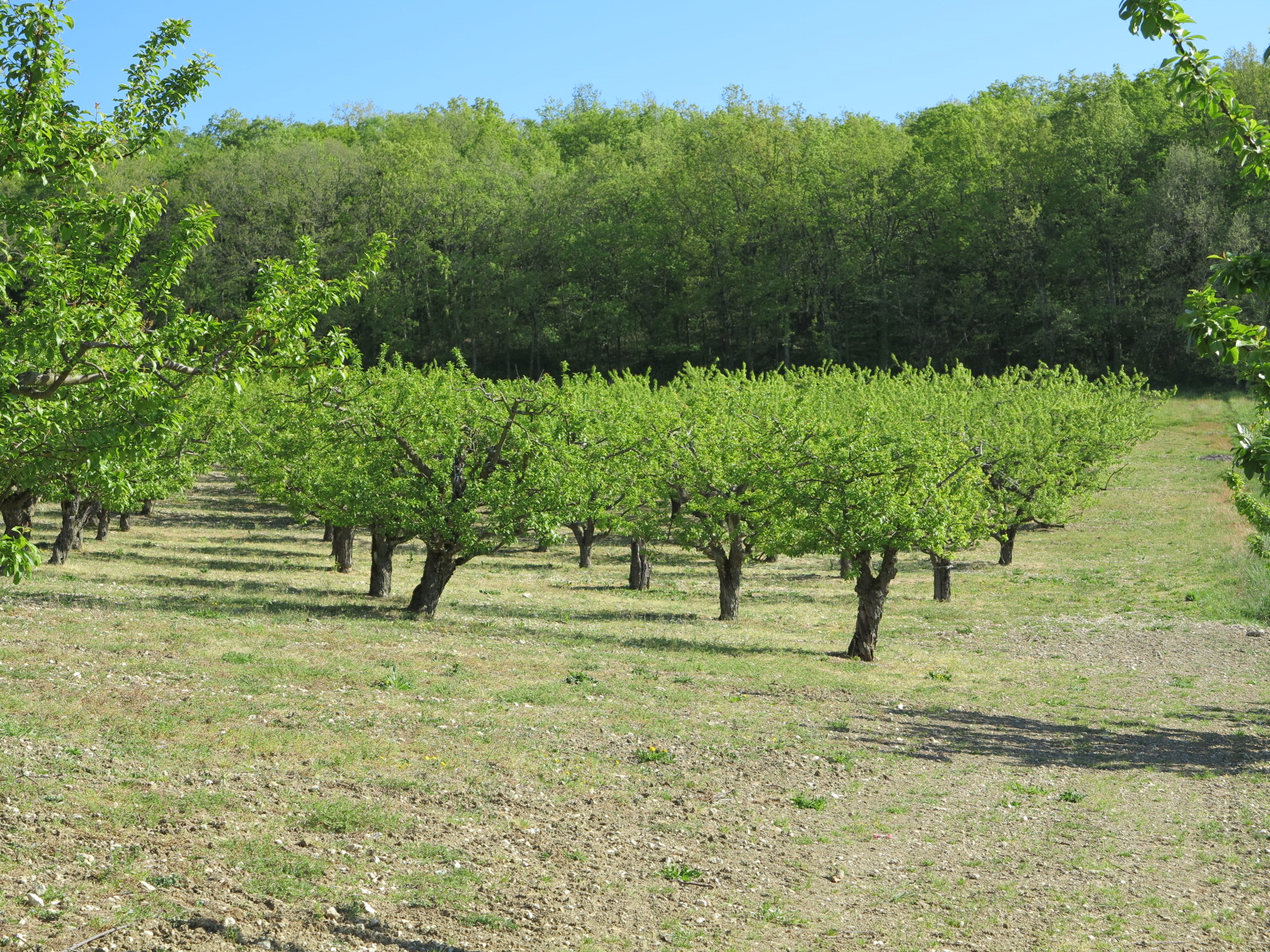 Certification HVE&nbsp;: Modification du cahier des charges en cohérence avec la PAC 2023