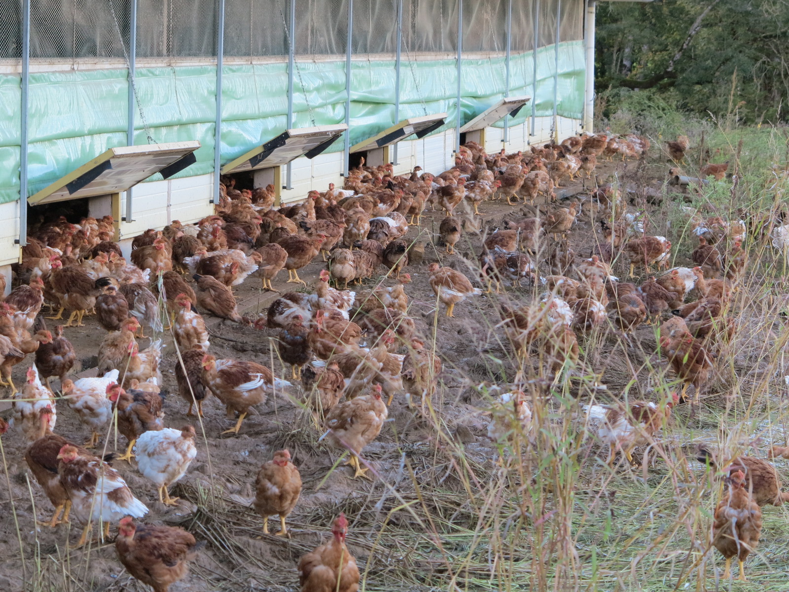 Pertes de non production 2021-2022&nbsp;: Ouverture des demandes d’indemnisation