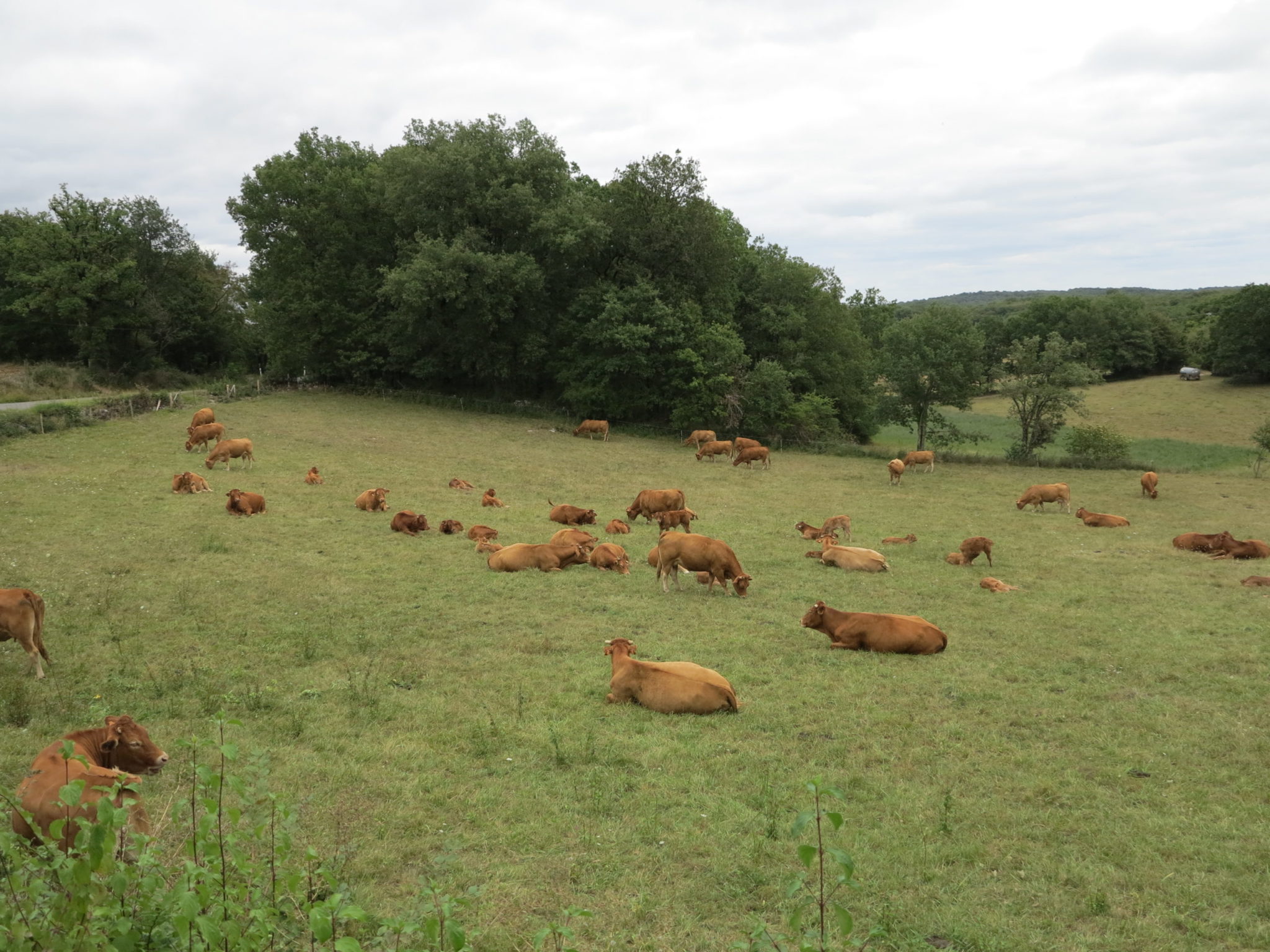 Assurance climatique&nbsp;: le compte n’y est pas pour l’élevage