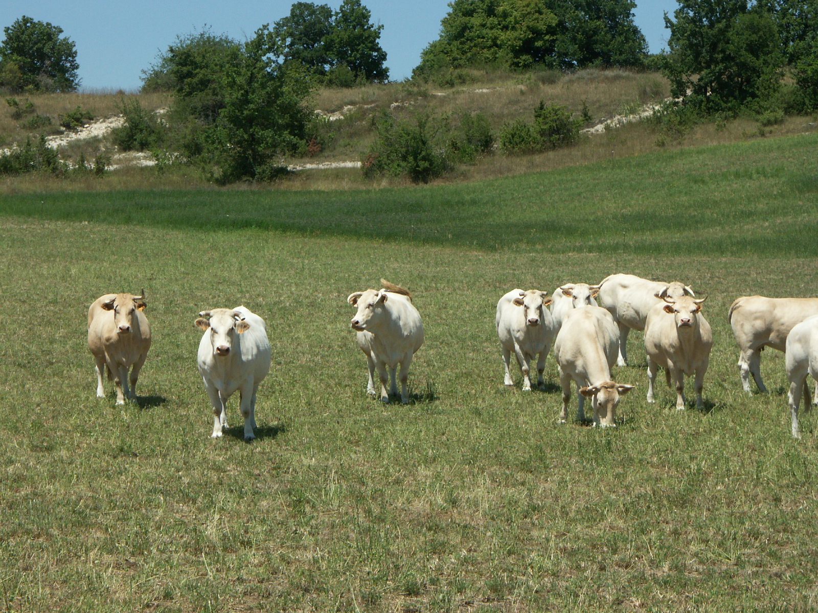 Agriculture biologique&nbsp;: Y a-t-il péril en la demeure ?