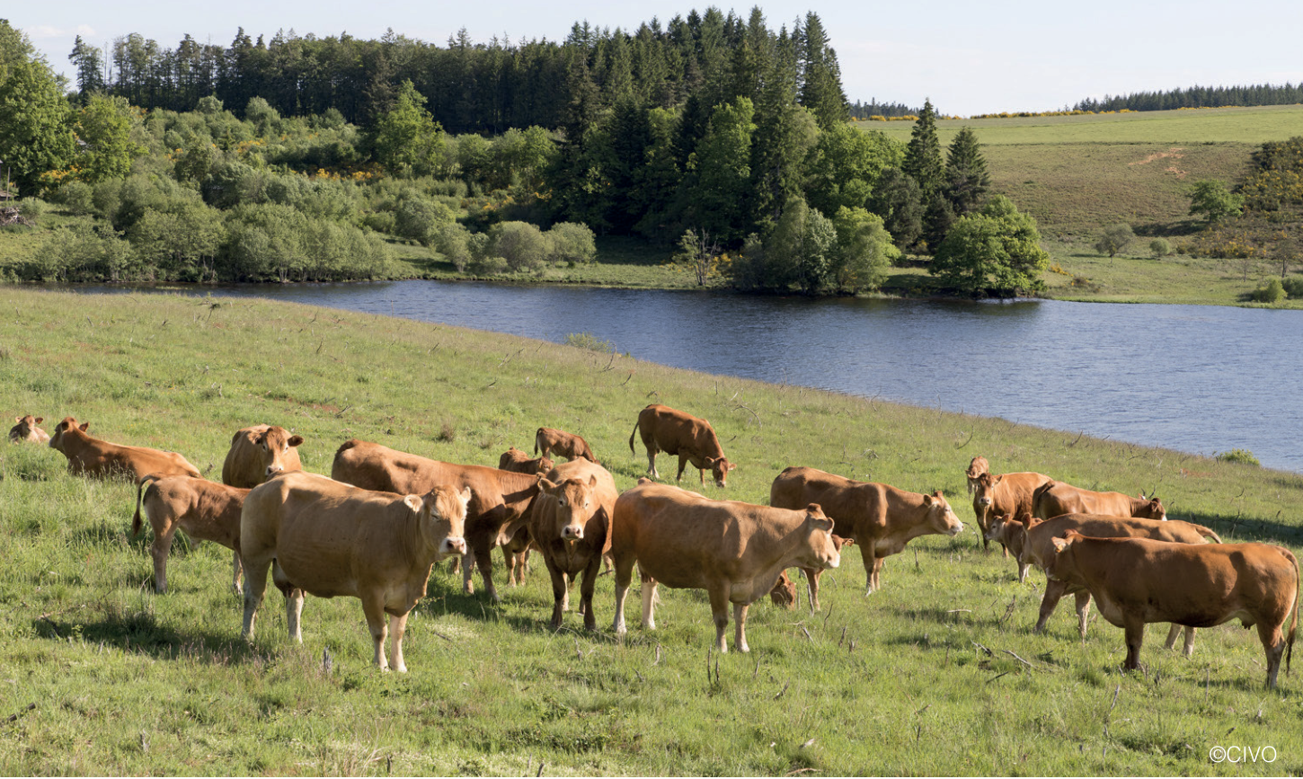 De l’étable à la maroquinerie&nbsp;: à la recherche du cuir parfait