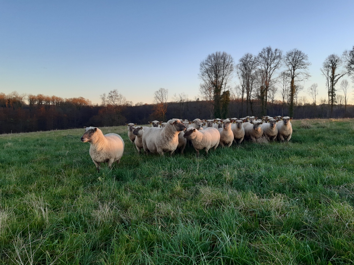 Les brebis pâturent les prairies des vaches en hiver