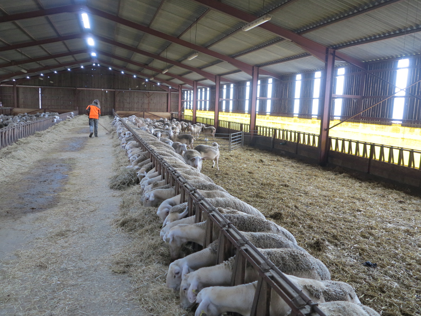 Lait de brebis&nbsp;: Une filière porteuse qui cherche des producteurs