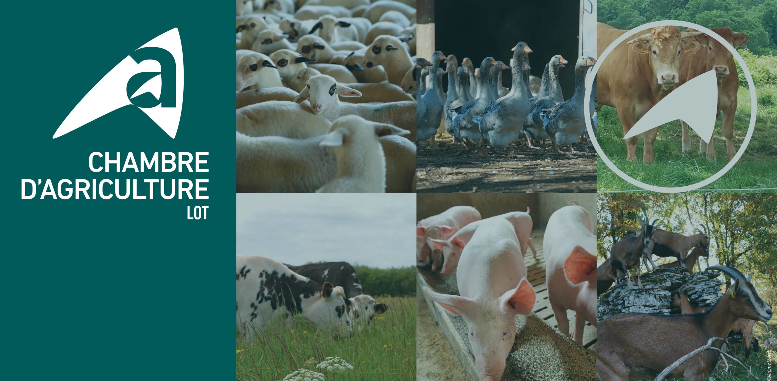 La Chambre d’agriculture du Lot vous accompagne&nbsp;: Focus sur le service Elevage