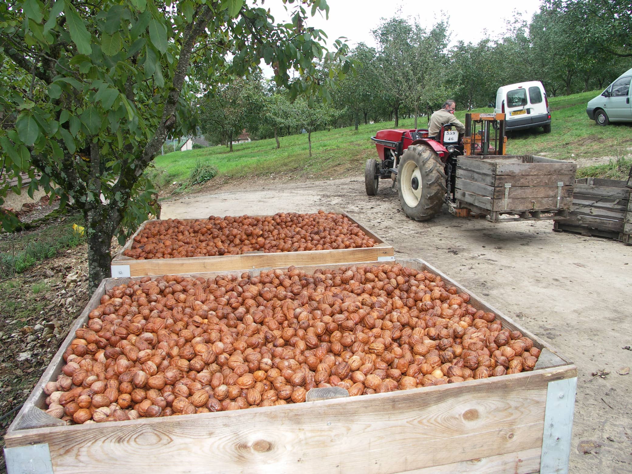 Noix en crise&nbsp;: Mévente et prix à la baisse