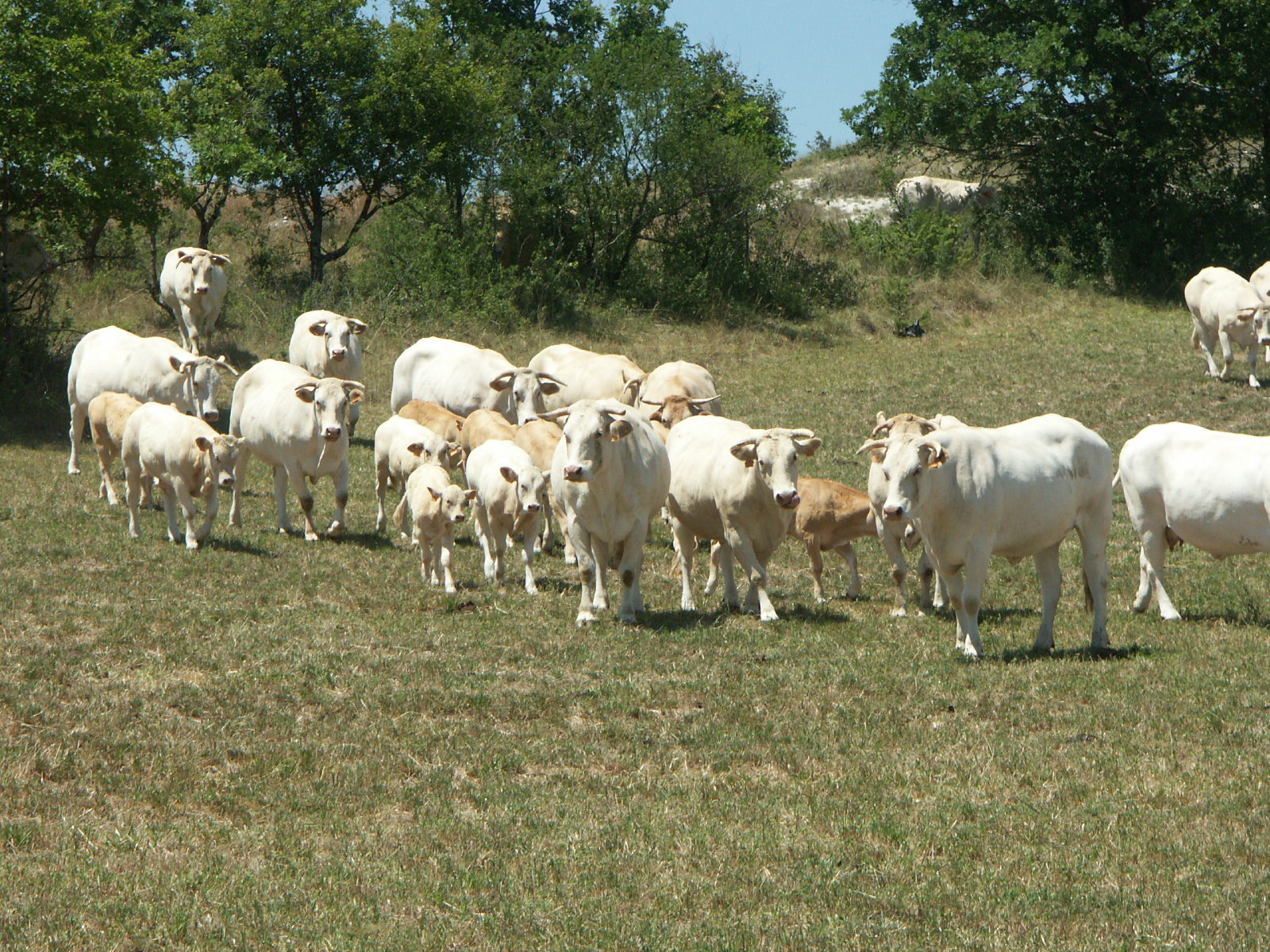 Interbev&nbsp;: Évolution du Fond d’Assainissement Régional au 1er Février 2023