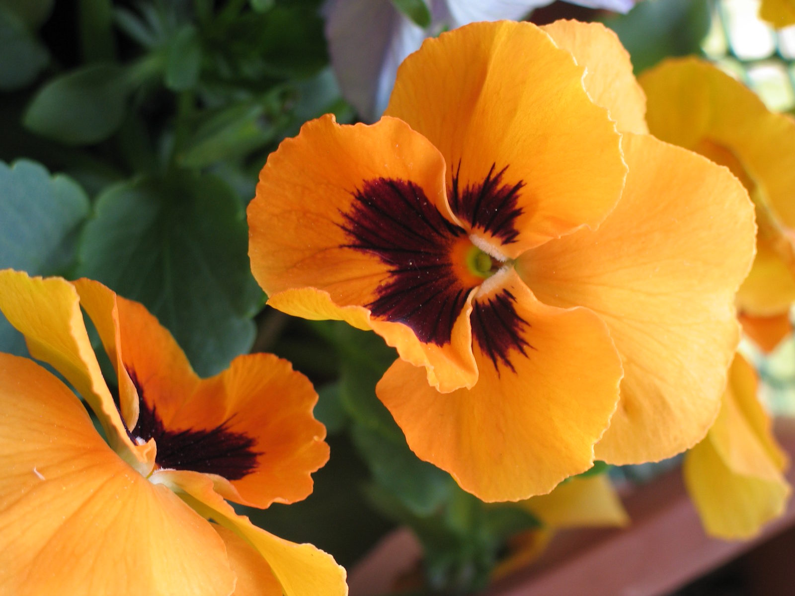 Jardinez avec la lune