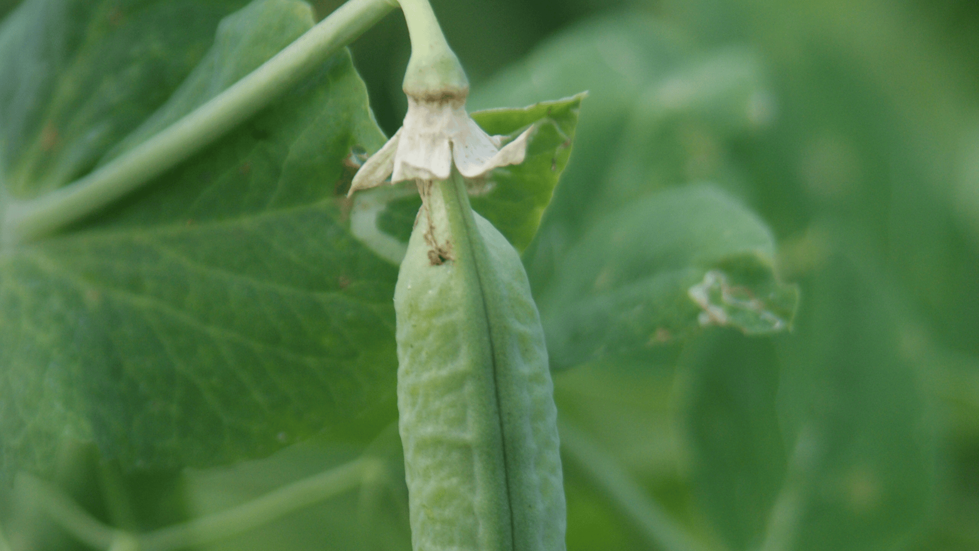 Jardinez avec la lune