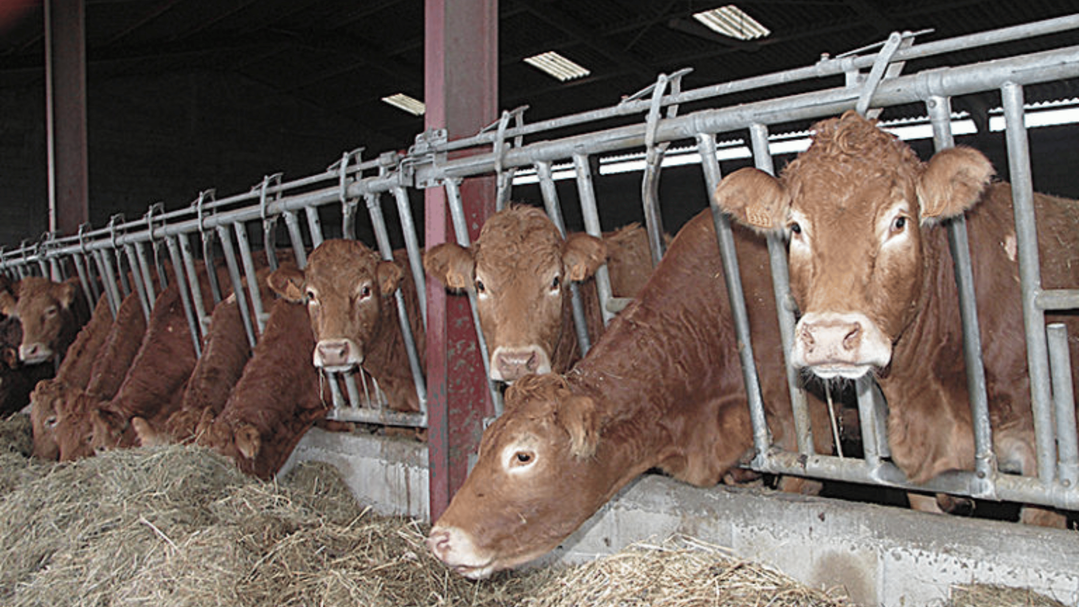 Cotations nationales des gros bovins