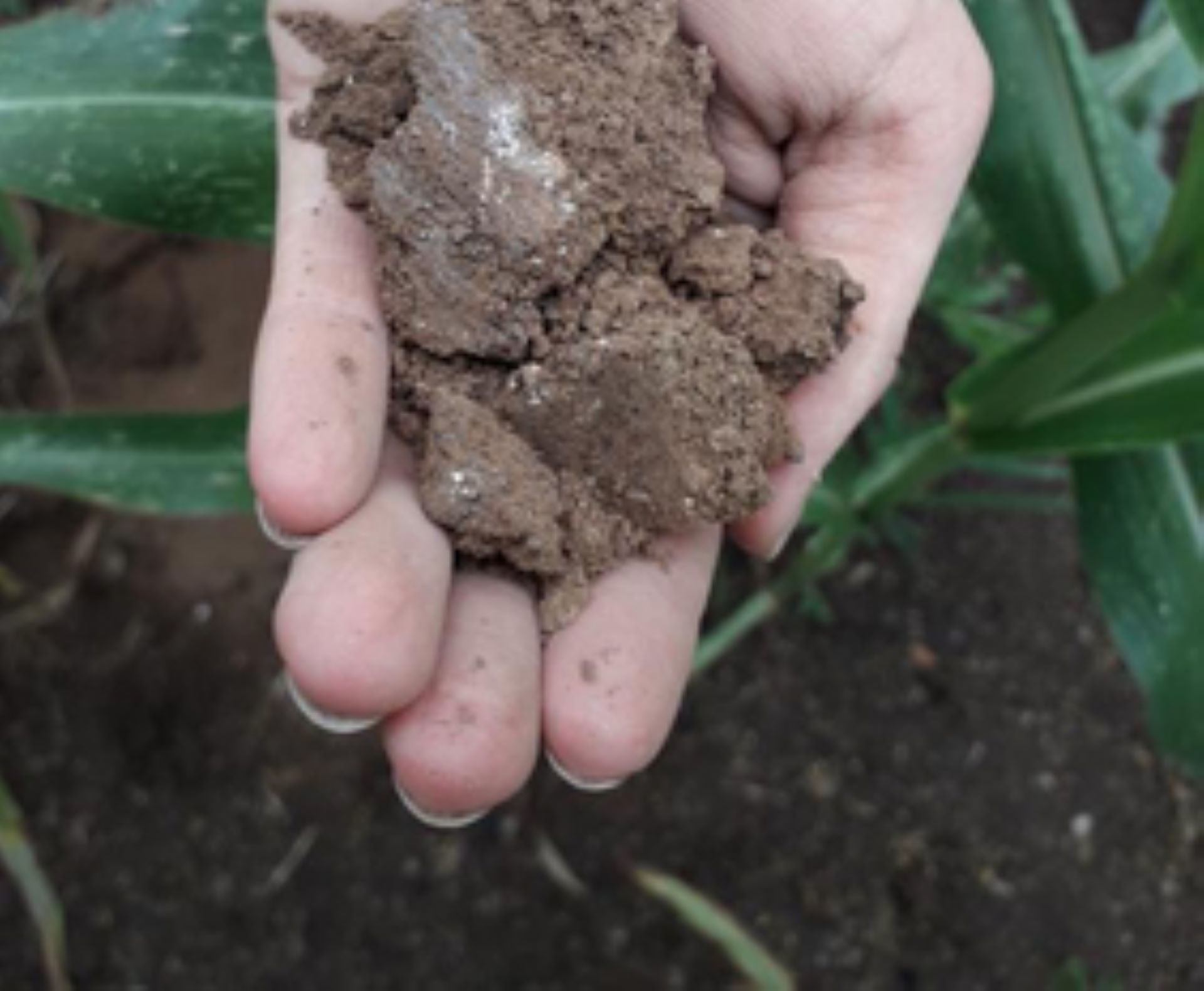 Analyse des reliquats azotés c&rsquo;est le moment&nbsp;!