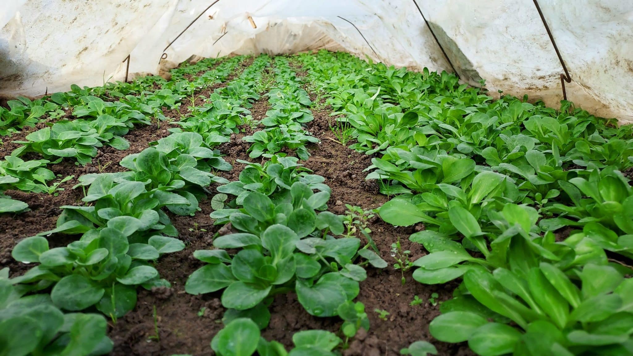 Jardinez avec la lune