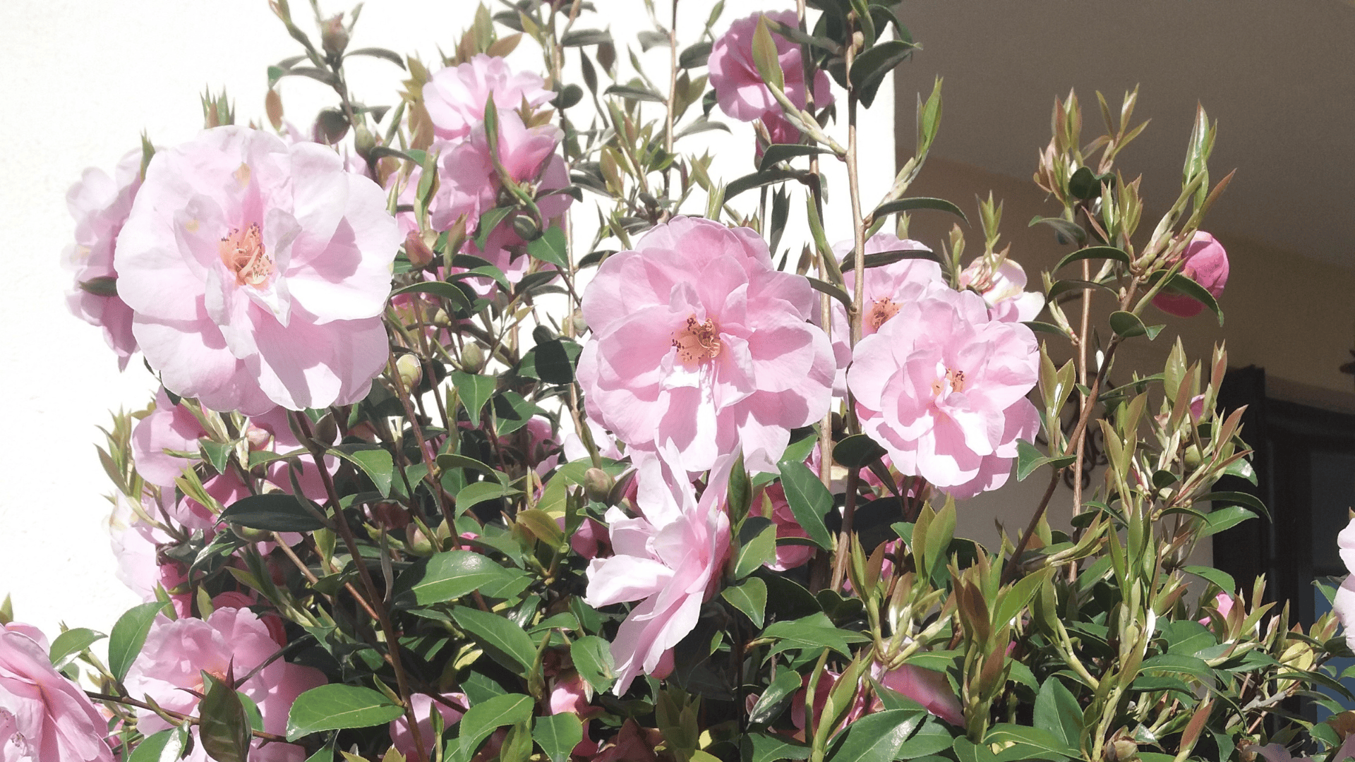 Jardinez avec la lune