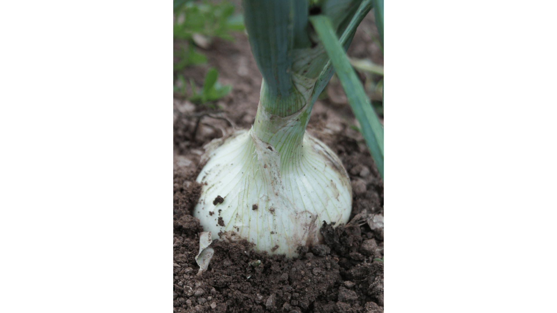 Jardinez avec la lune