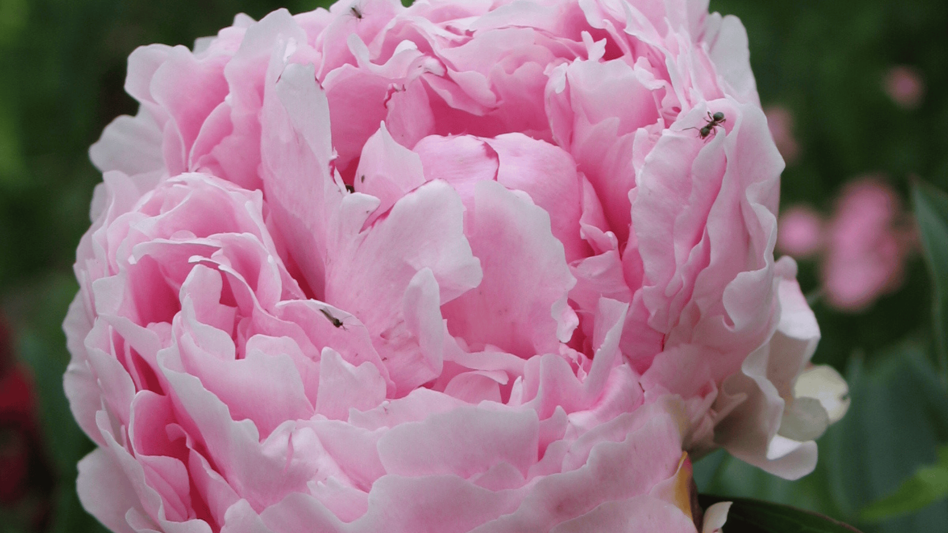 Jardinez avec la lune