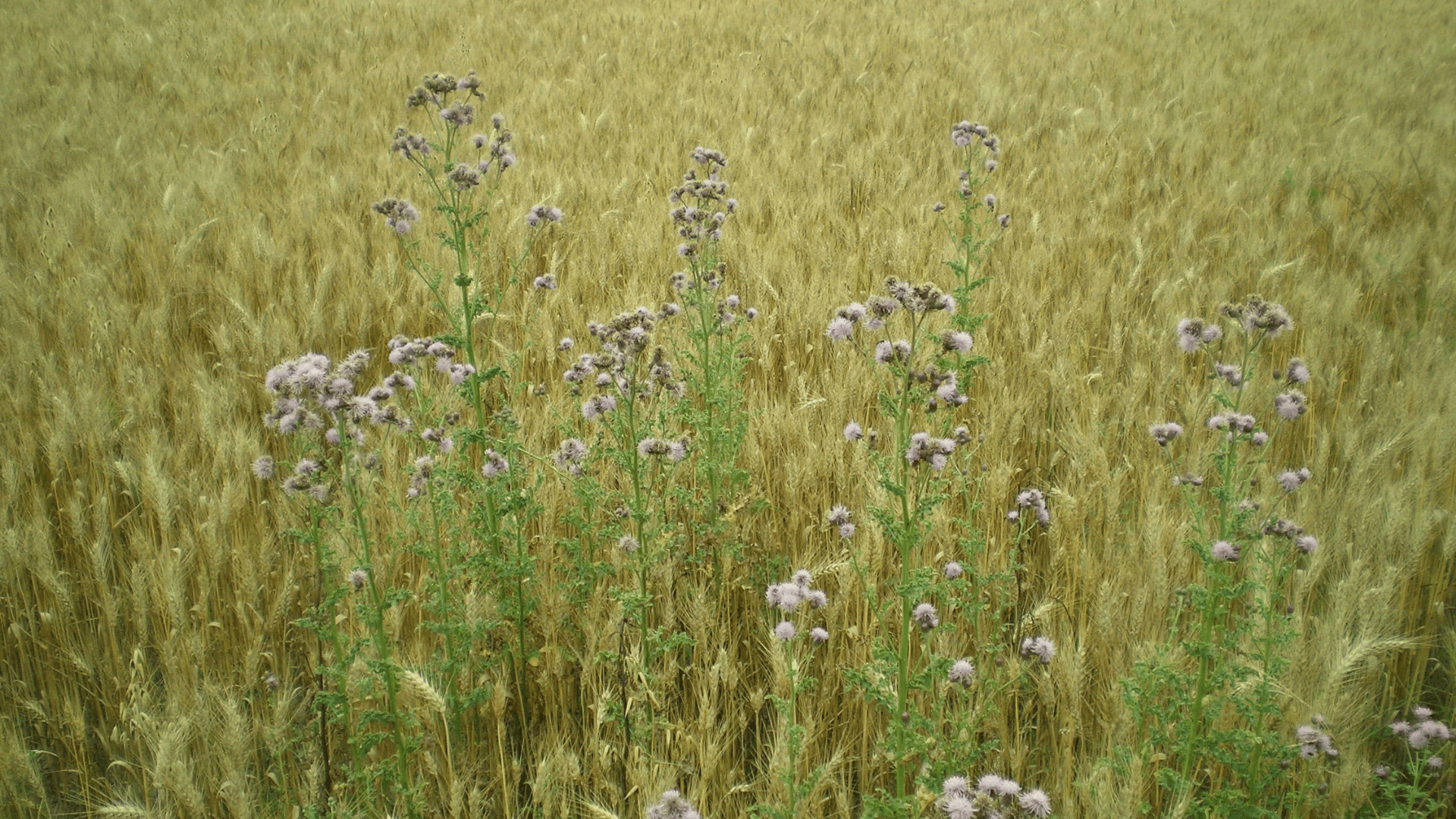 Prairies&nbsp;: Gestion raisonnée des adventices sur prairies