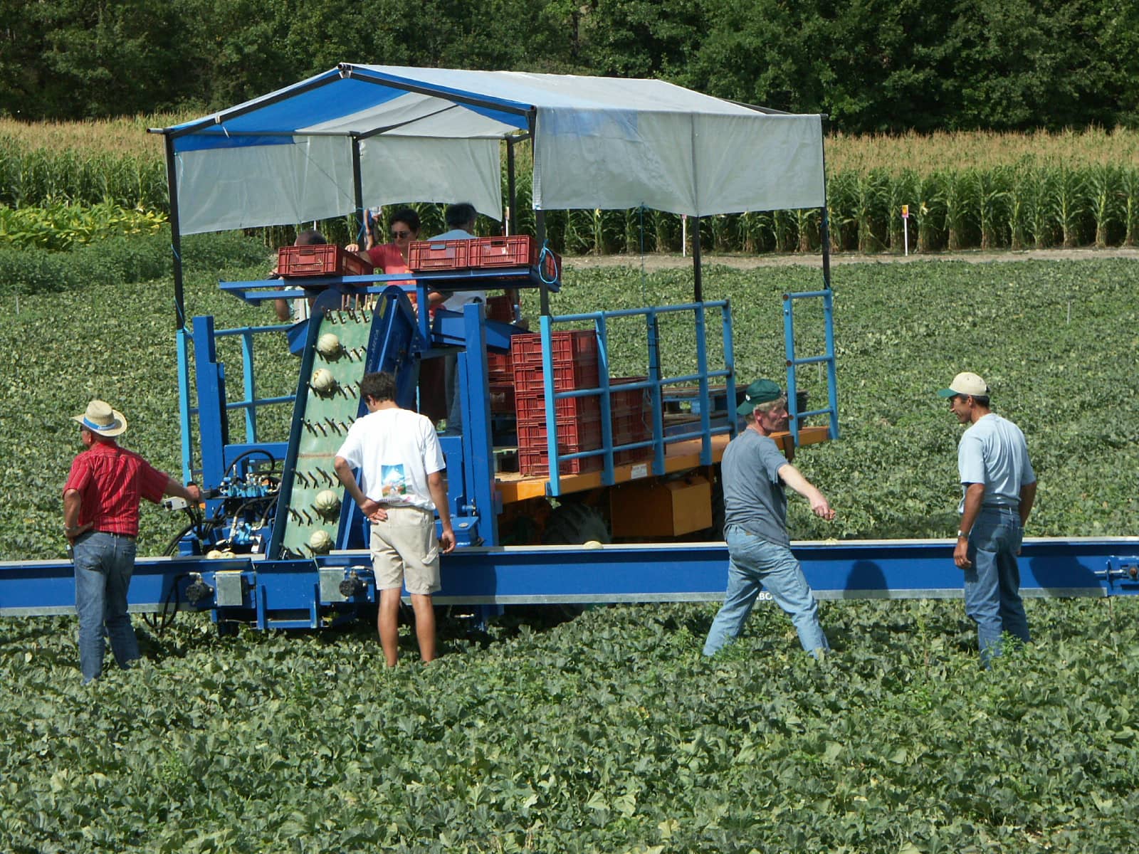 Melon&nbsp;: Bilan de saison melon 2022&nbsp;!