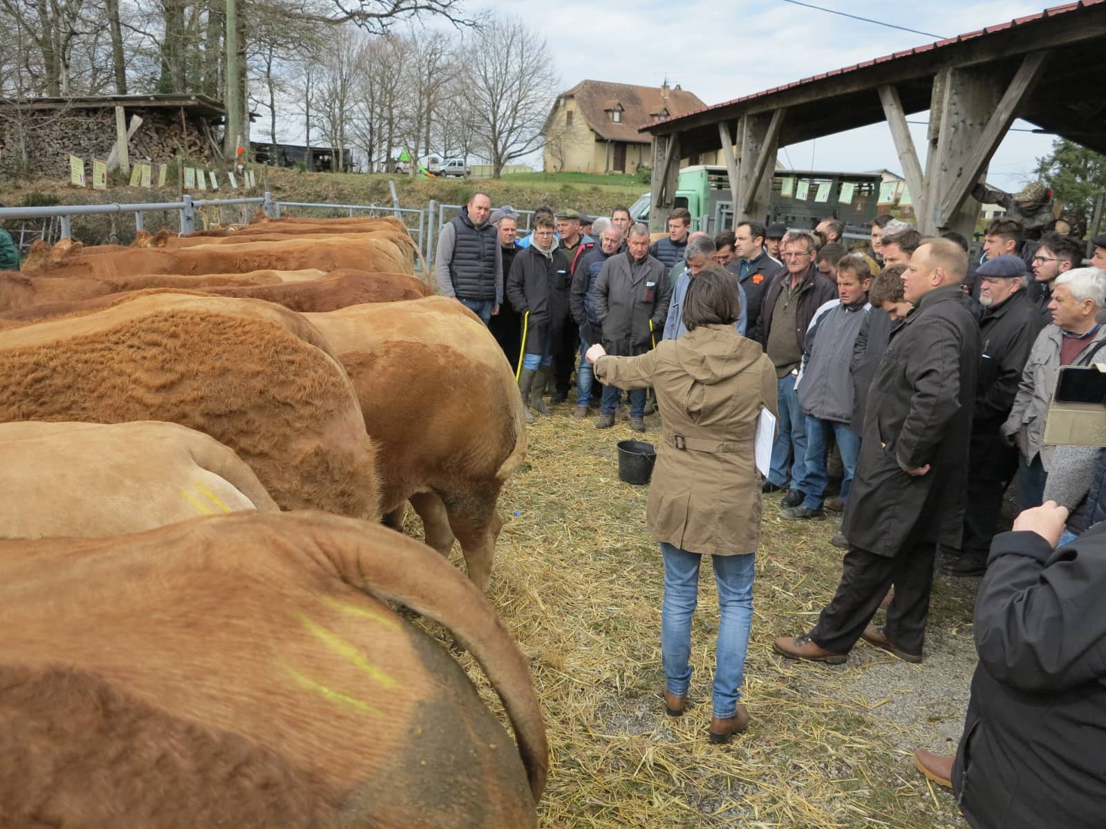 Montet et Bouxal&nbsp;: 31eme foire primée aux Boeuf Gras du Quercy ce 8 mars