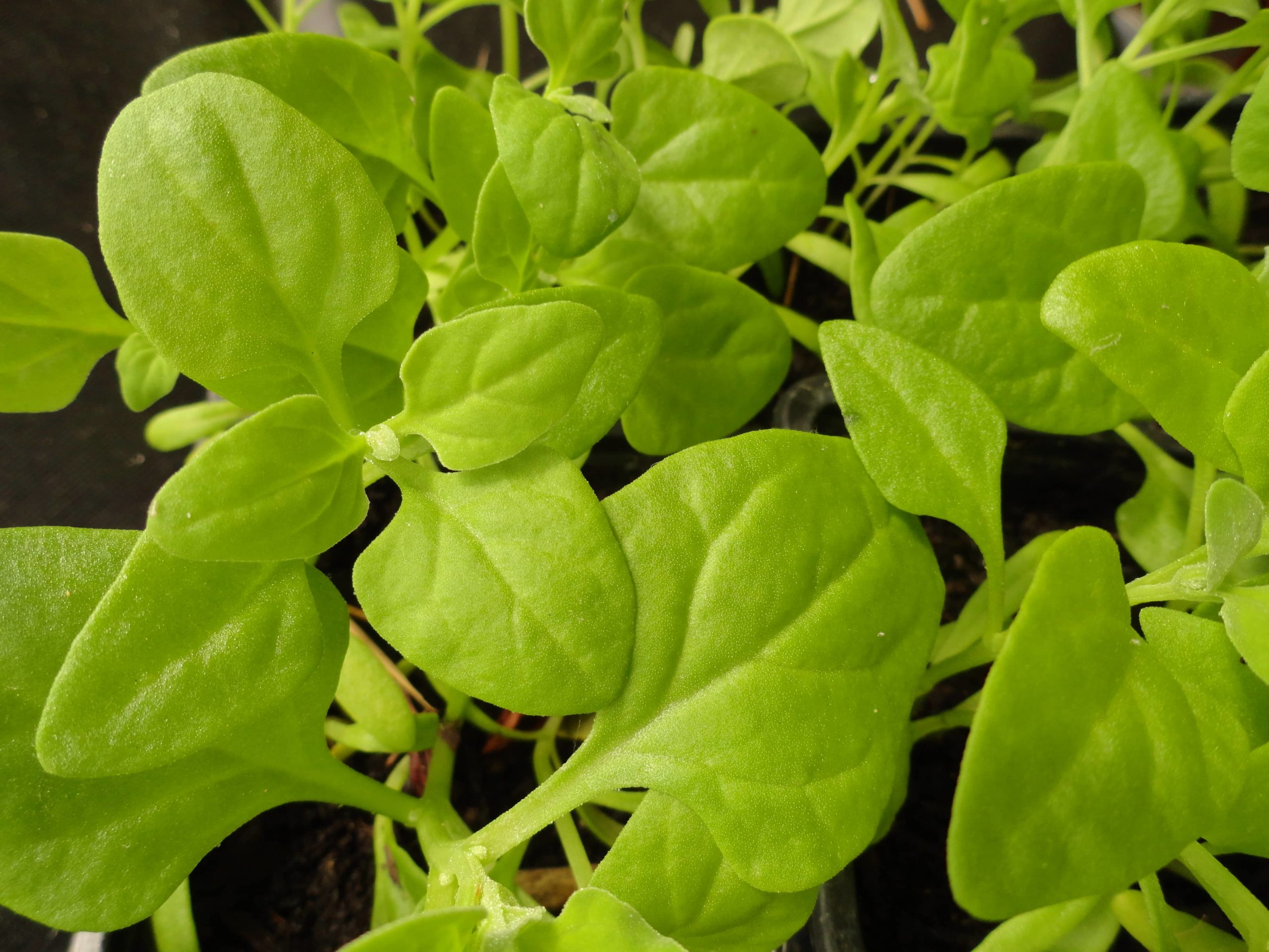 Jardinez avec la lune