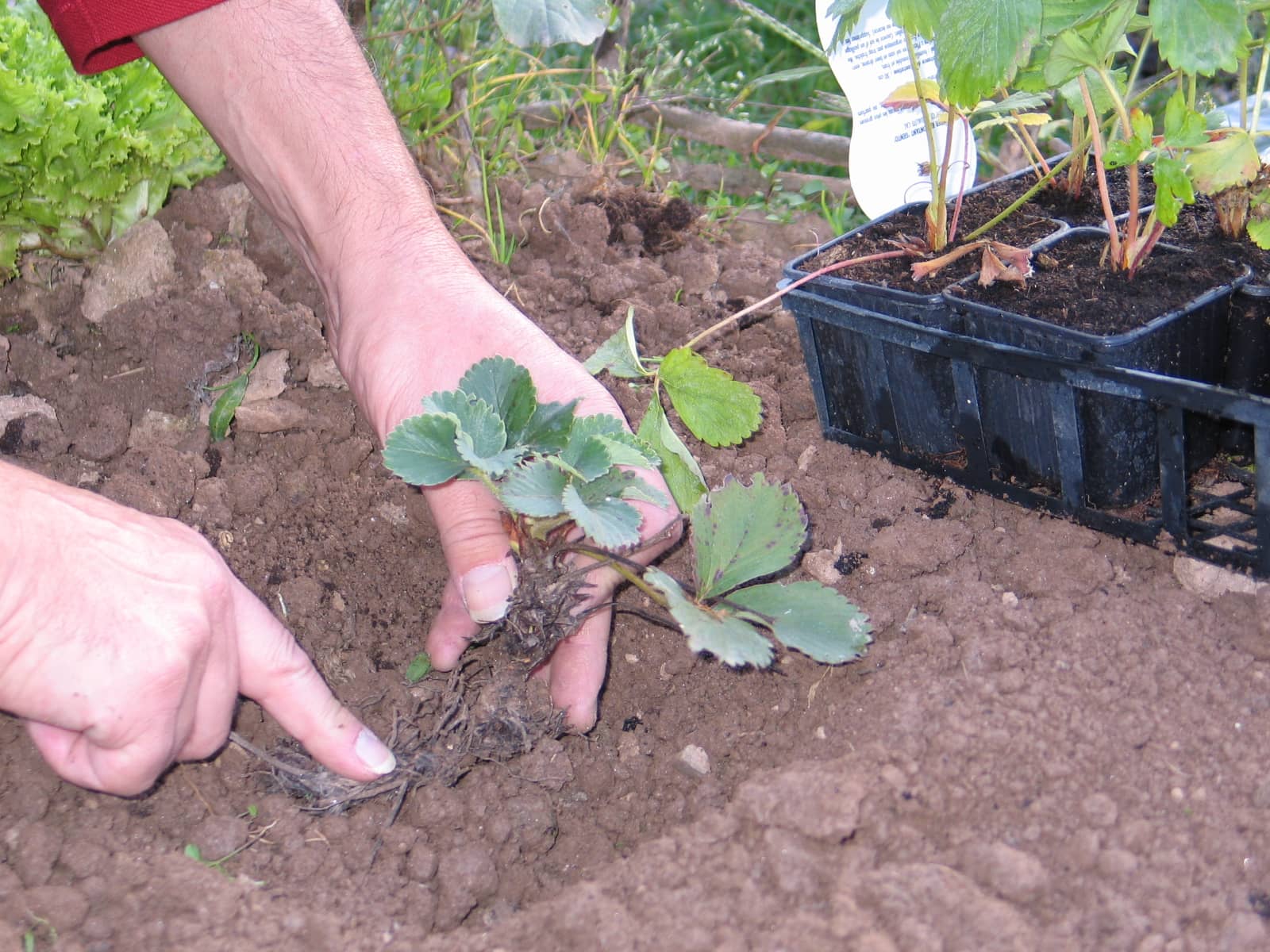 Jardinez avec la lune