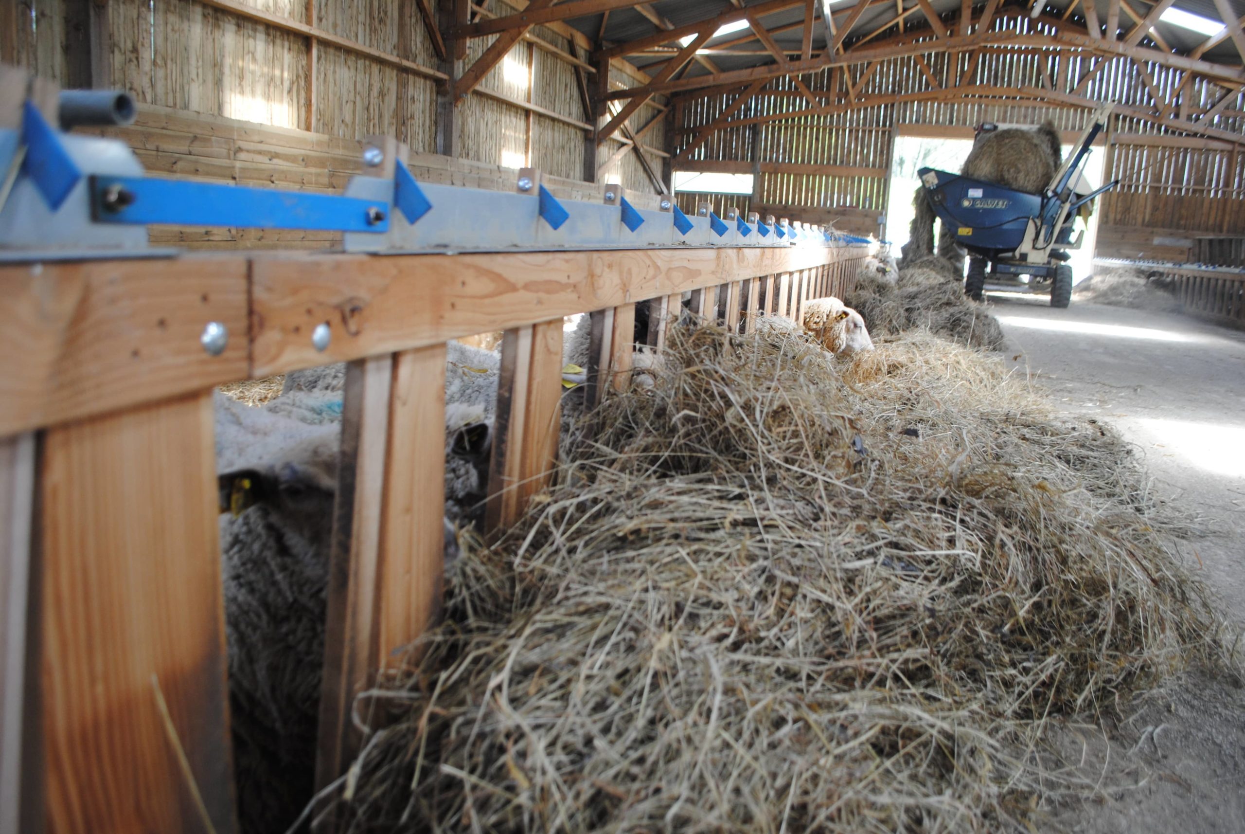 Sevrer les agneaux de bergerie entre 70 et 80 jours