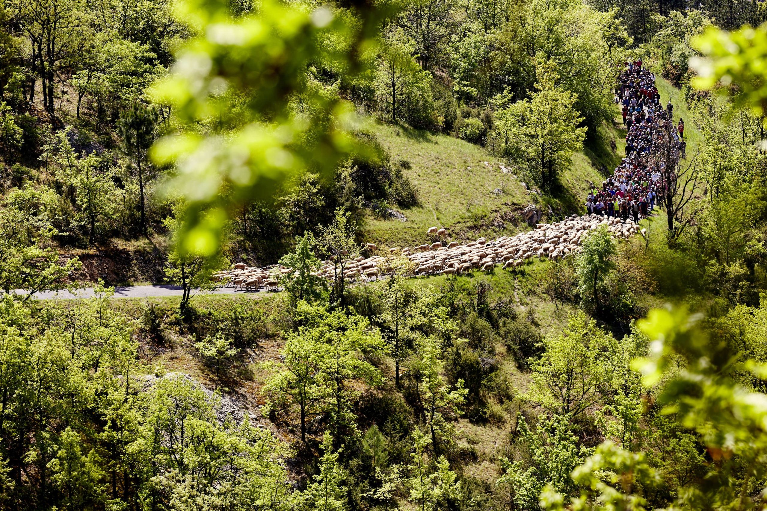 Pastoralisme et biodiversité au programme de la transhumance