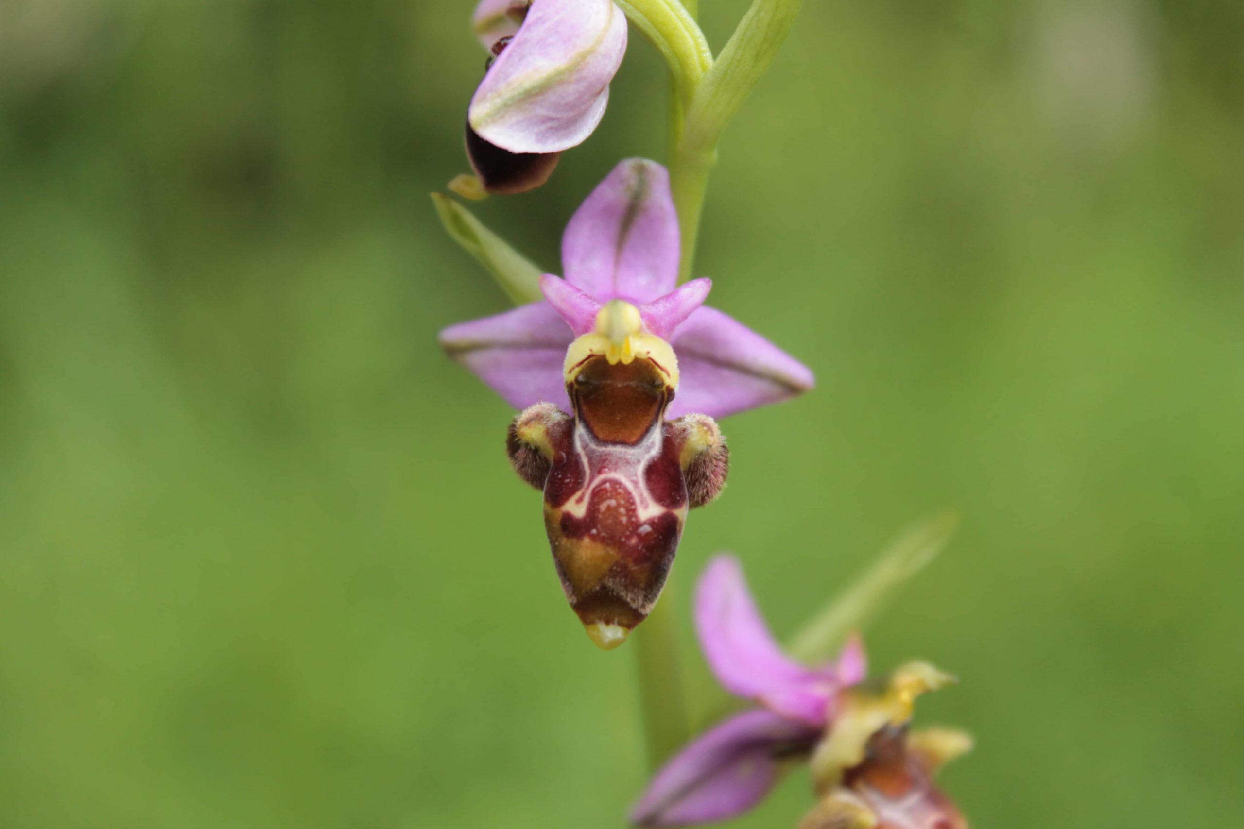 Balade naturaliste sur les pelouses sèches de Lalbenque