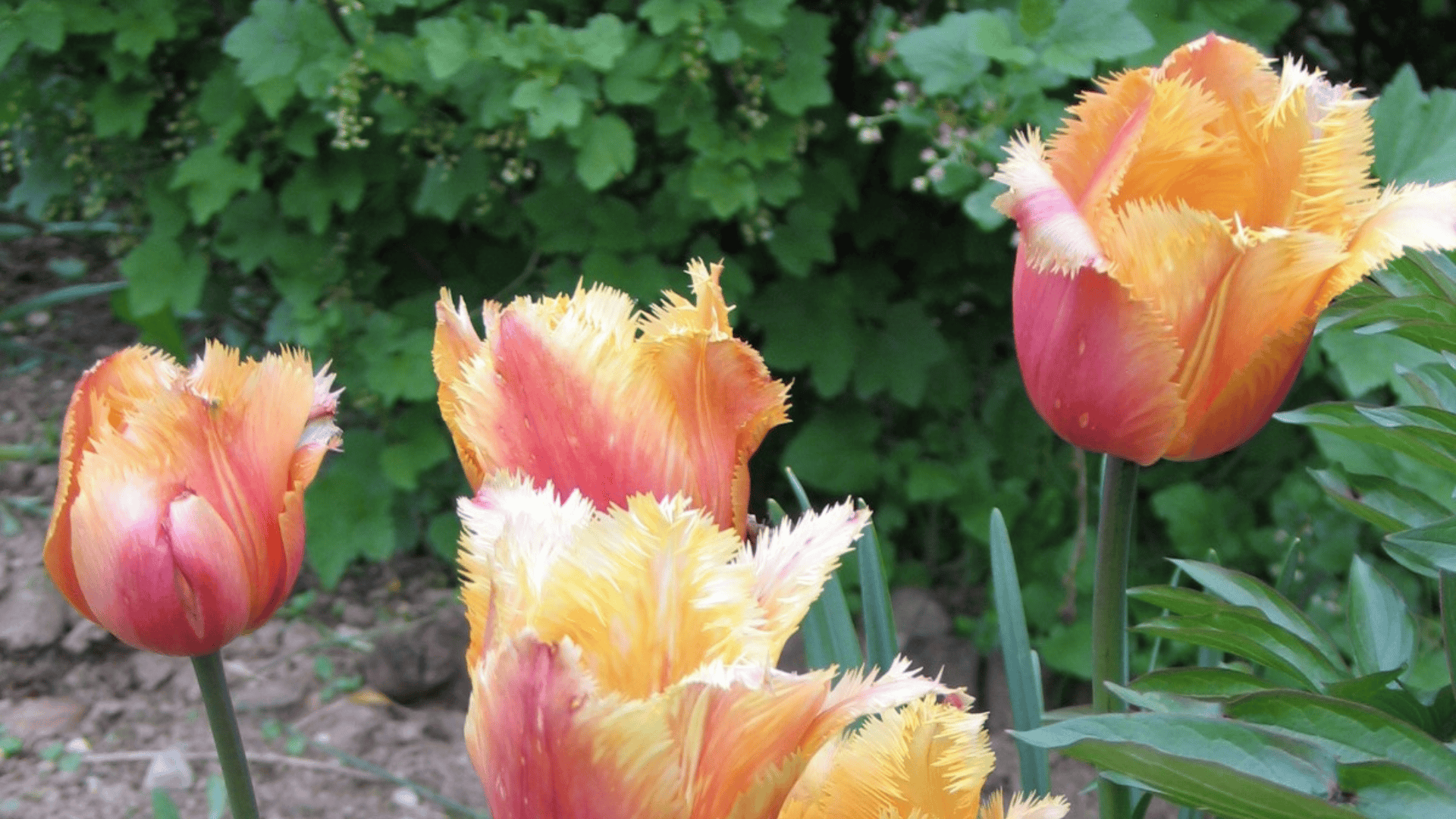 Jardinez avec la lune
