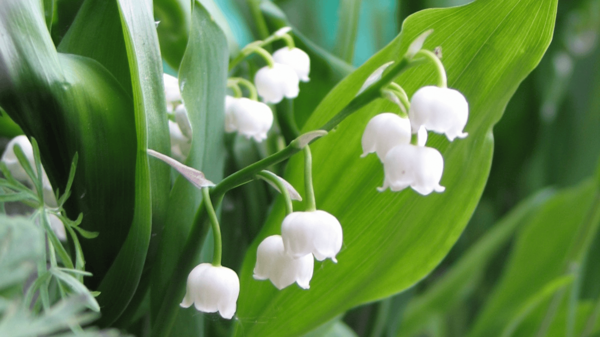 Jardinez avec la lune