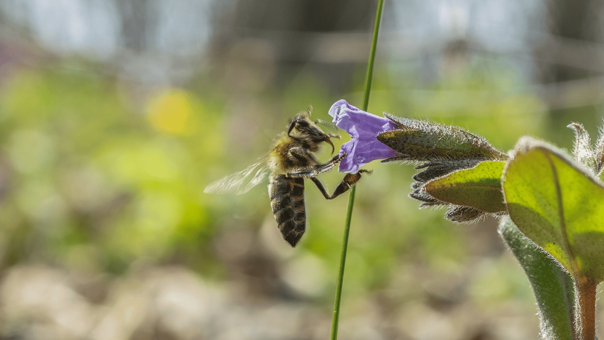 CNPF&nbsp;: «&nbsp;Des abeilles dans ma forêt&nbsp;» Le mercredi 10 mai à 14h00