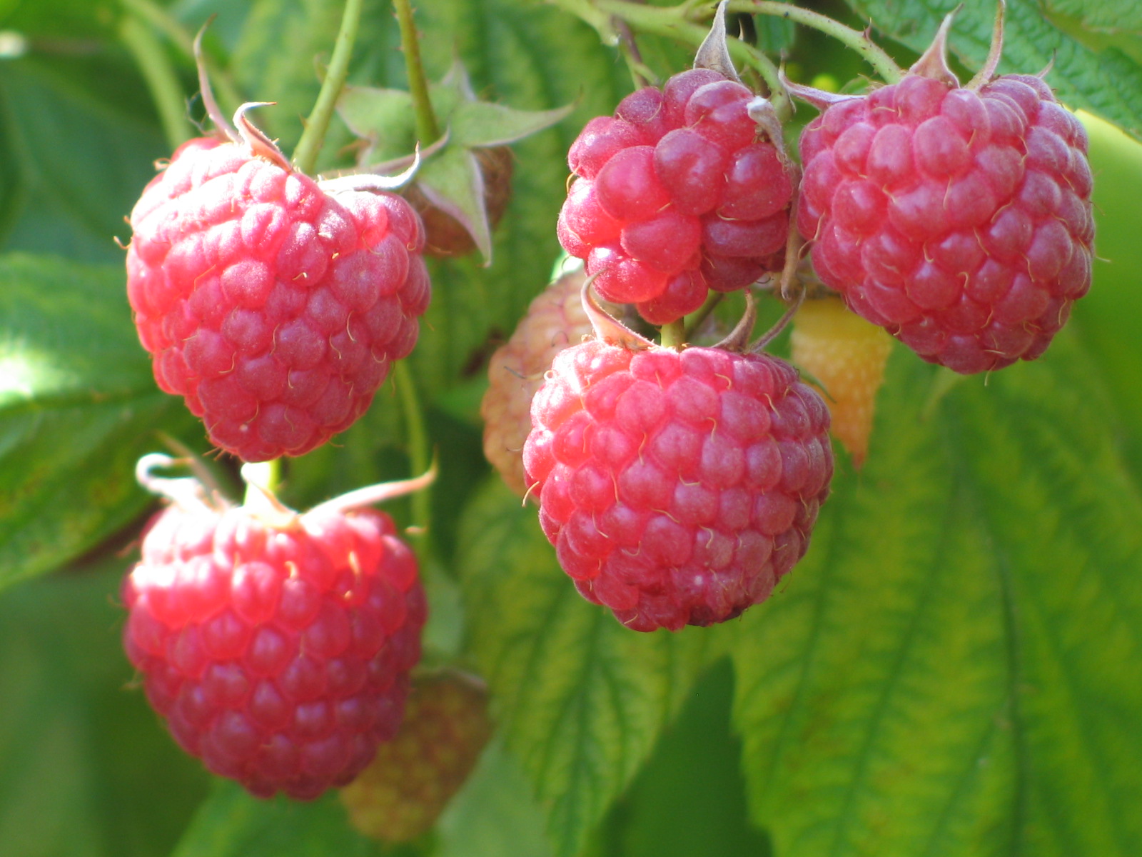 Jardinez avec la lune