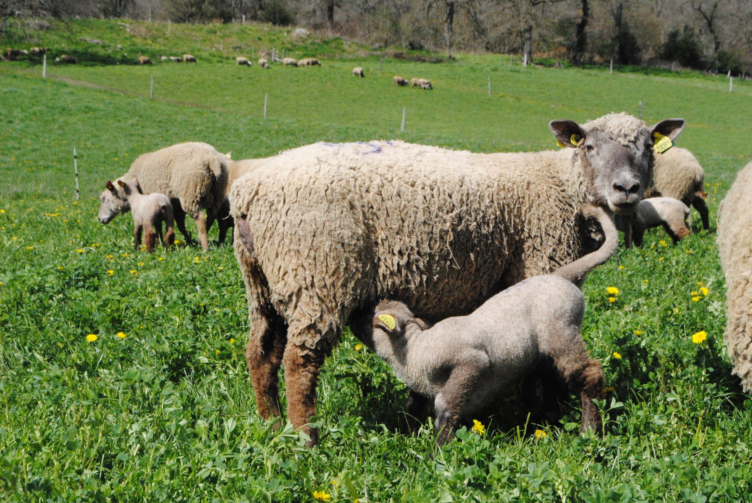 Identifier une résistance des strongles à un produit antiparasitaire
