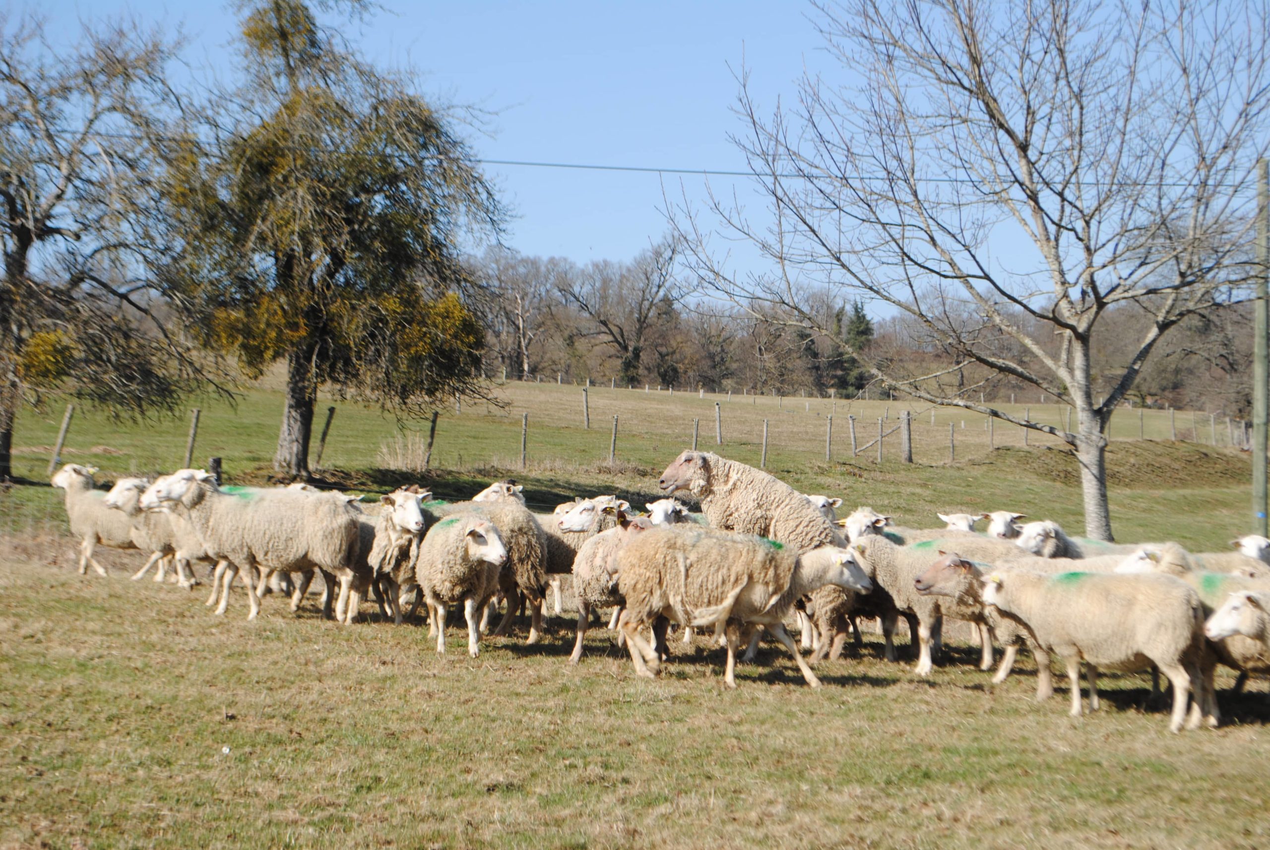 Luttes naturelles de printemps : l’état des brebis fait la différence