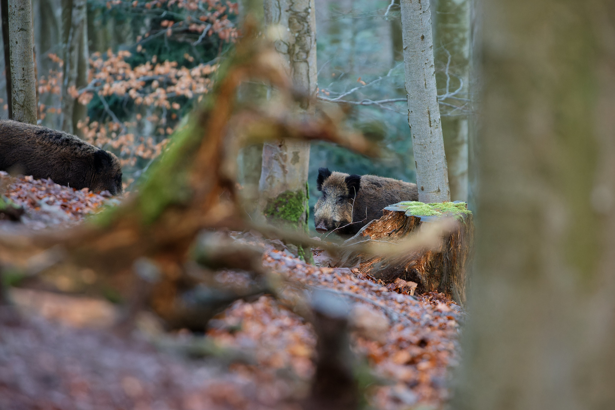 La Fédération des chasseurs du Lot fait le point sur la chasse du grand gibier.