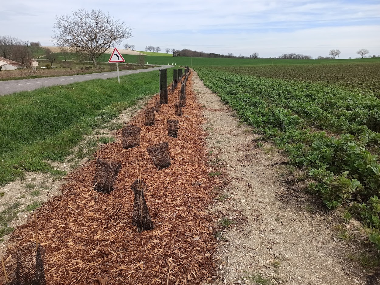 Arbres Haies et Paysages 46&nbsp;: Une saison hivernale riche en plantations&nbsp;!