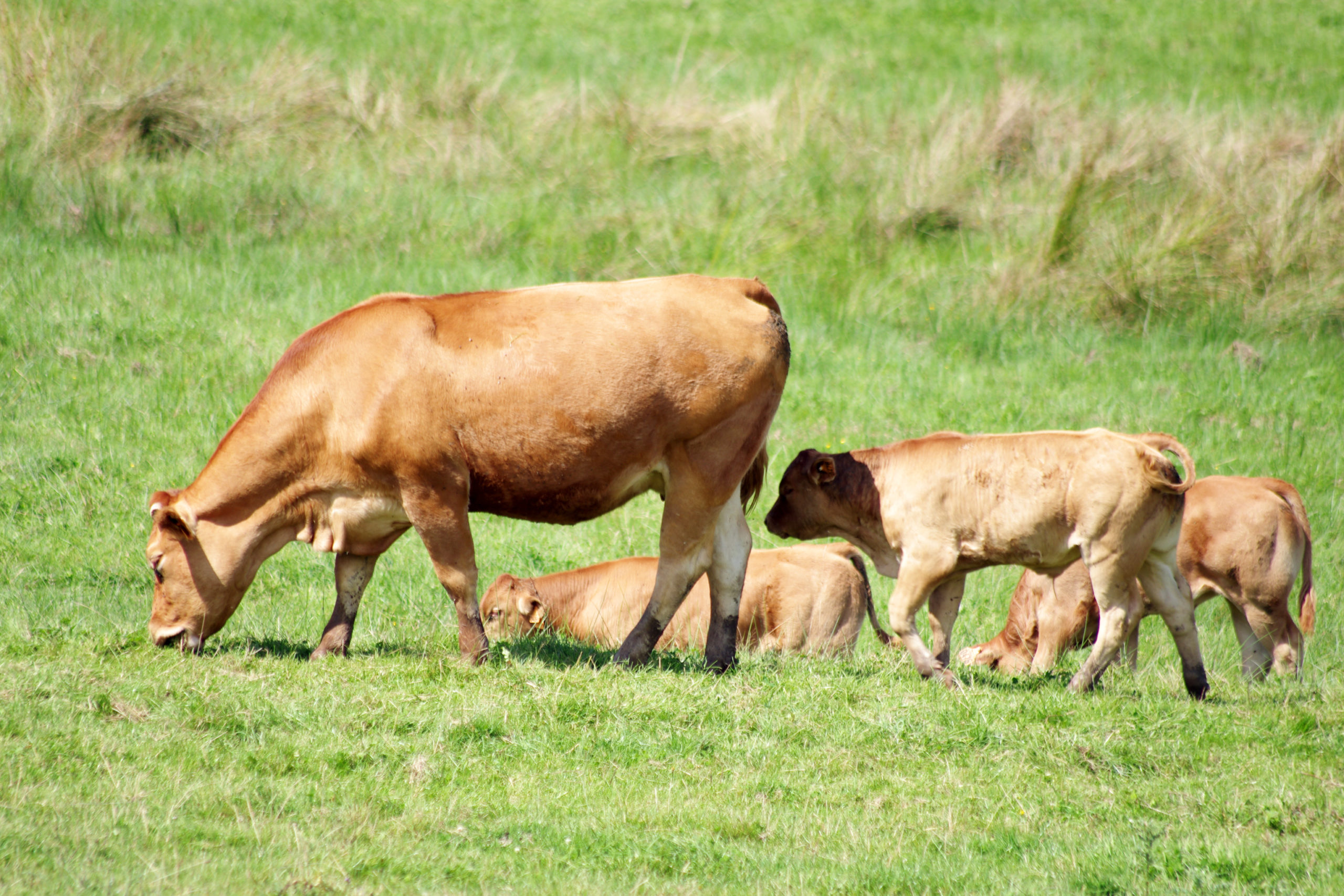 Mesures miroirs&nbsp;: l’Europe est inefficace (Interbev)