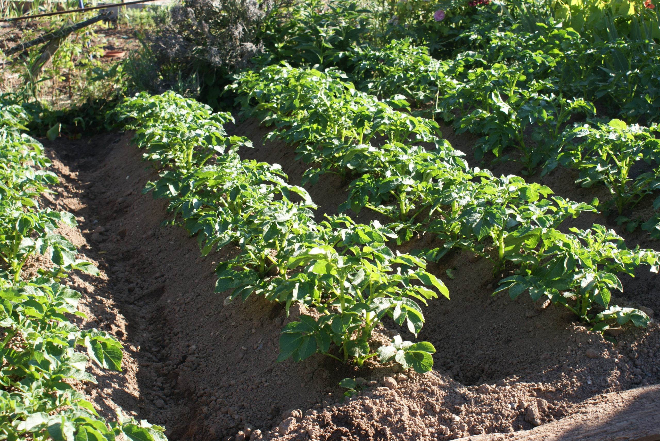 Jardinez avec la lune