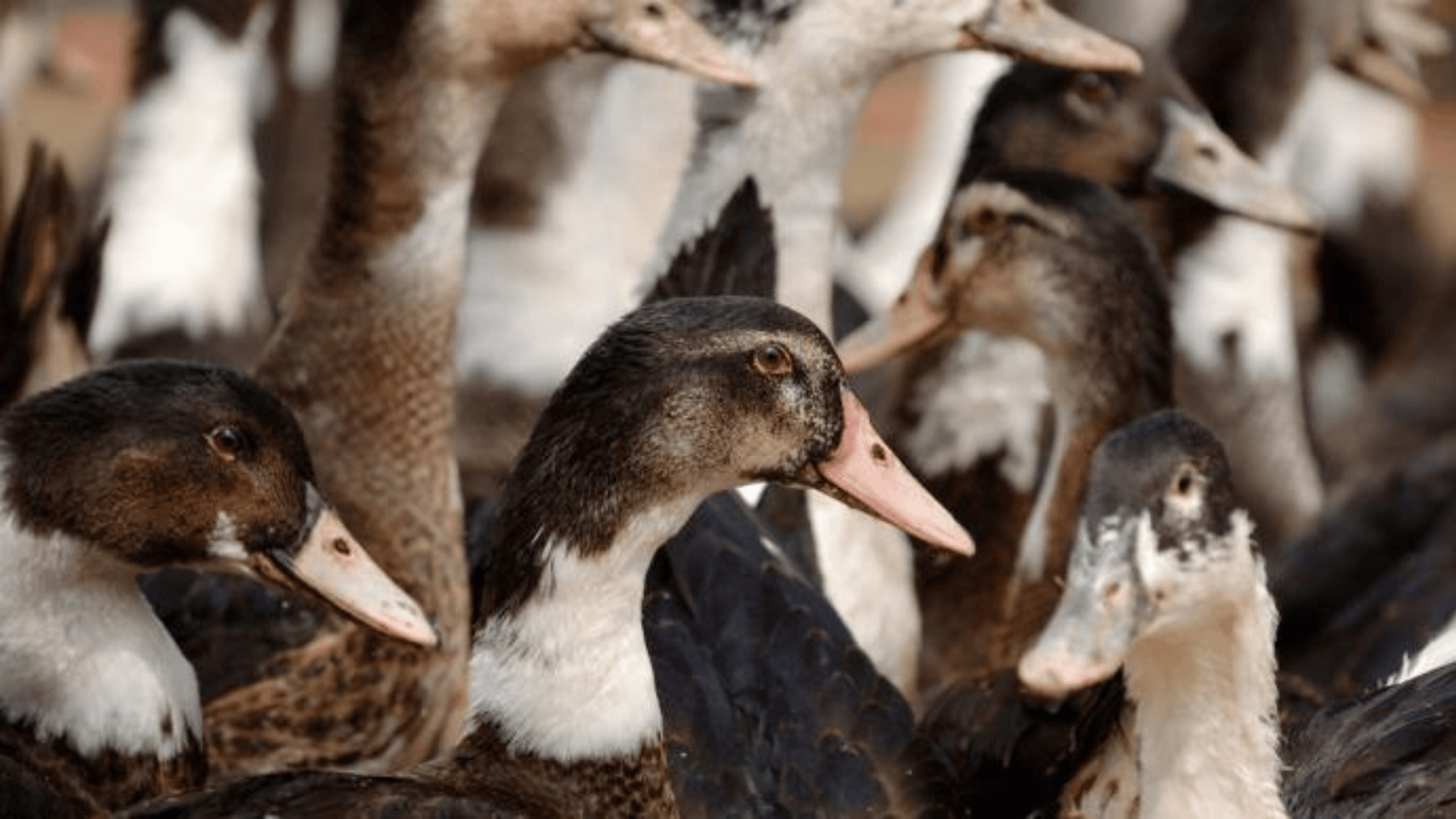 IAHP&nbsp;: Prolongation du dispositif amont I3