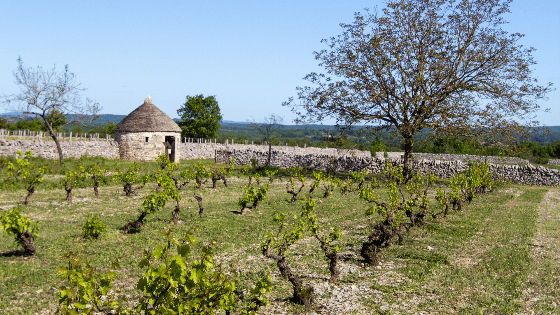 Du sous-sol au verre à vin, une dégustation géologique