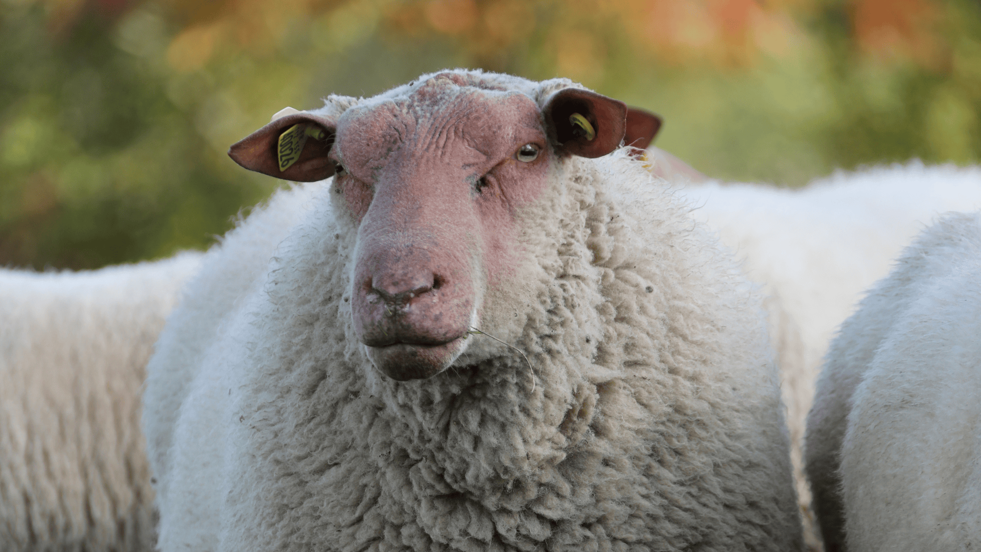 La génétique, une voie d’avenir contre la résistance aux antiparasitaires