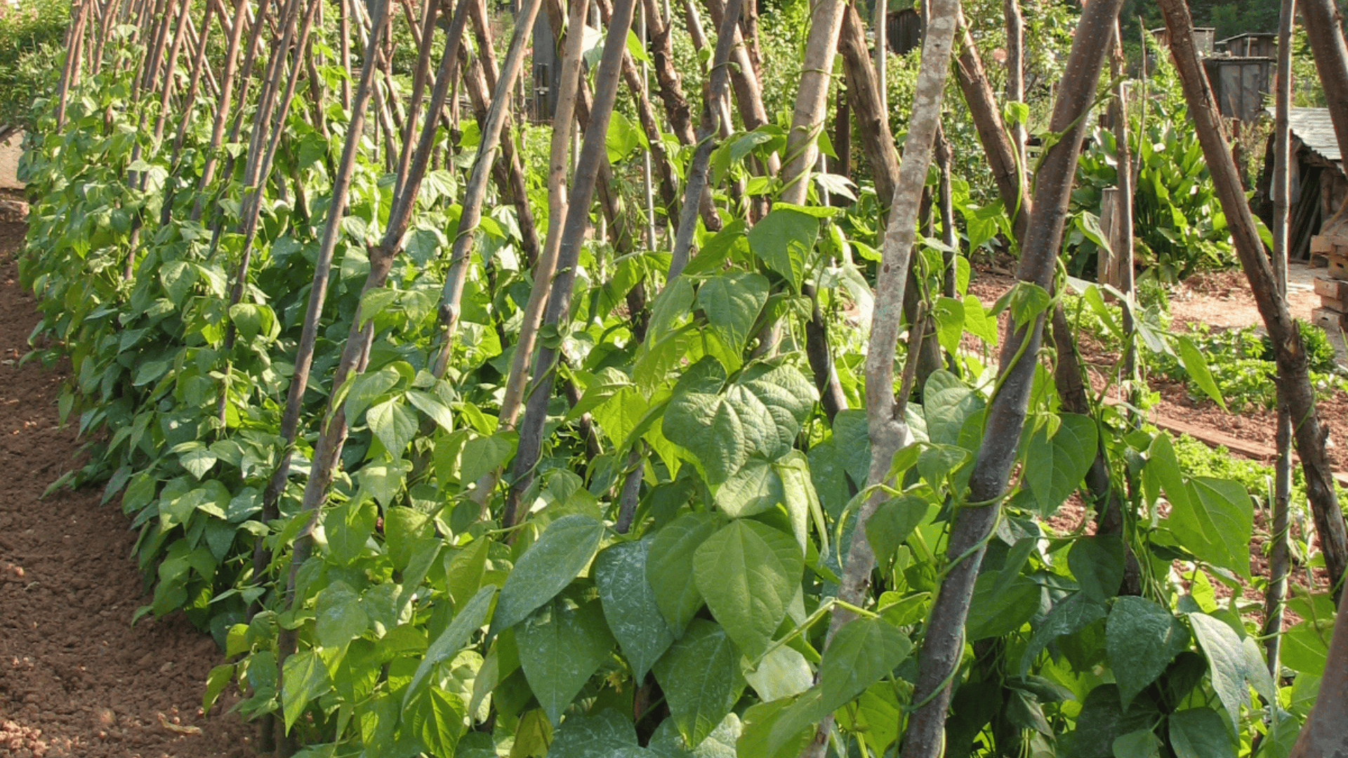 Jardinez avec la lune