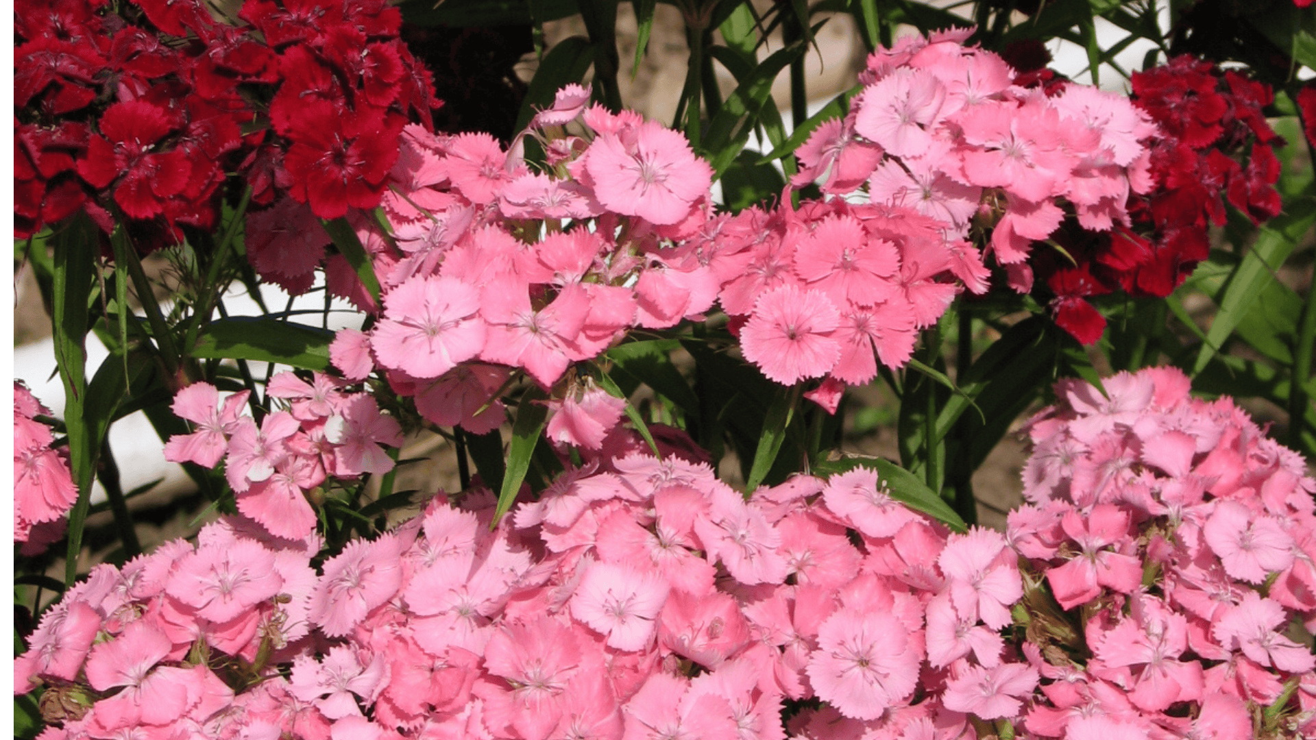 Jardinez avec la lune