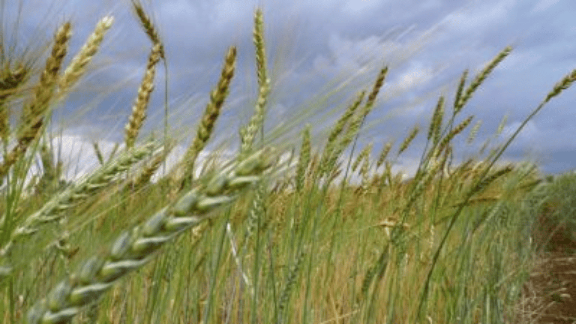 Bio&nbsp;: Fonds d’urgence en Agriculture Biologique