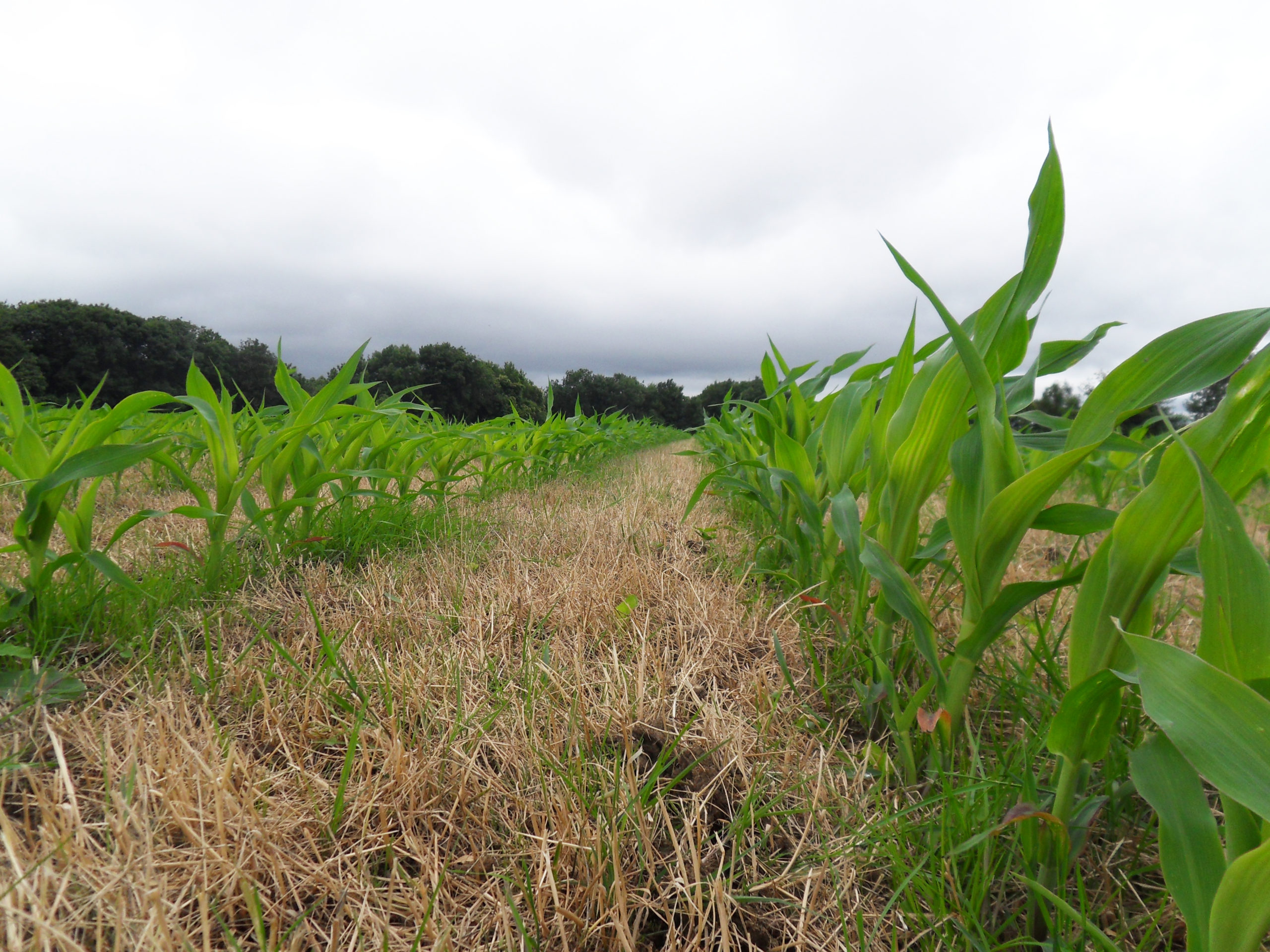 Conseils culture&nbsp;: Désherbage de rattrapage sur maïs