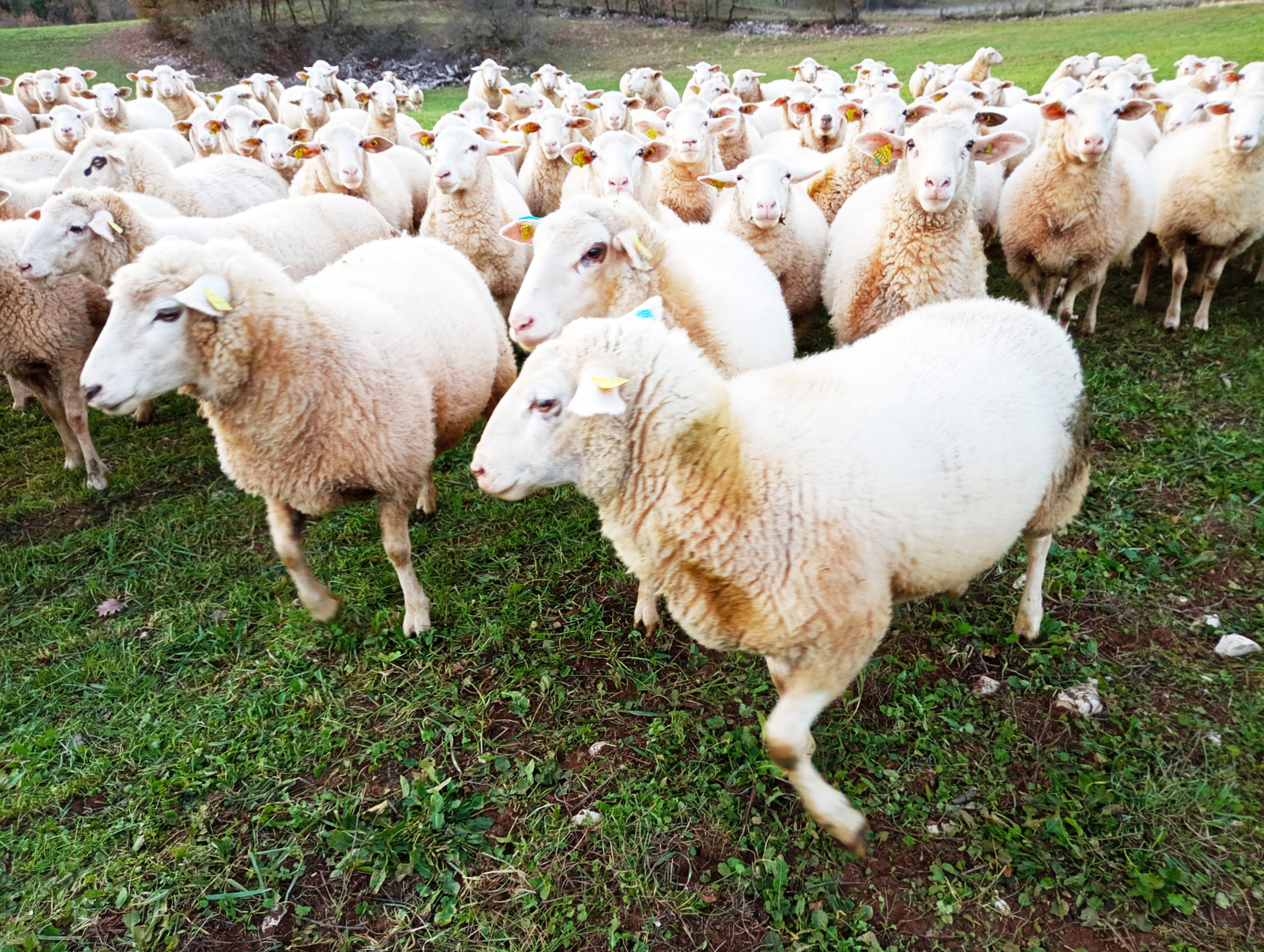 Gestion du stress thermique en élevage