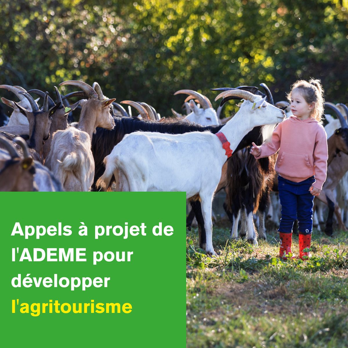 Opportunités pour l&rsquo;agritourisme et les producteurs de Bienvenue à la ferme&nbsp;: L&rsquo;ADEME lance deux appels à projets