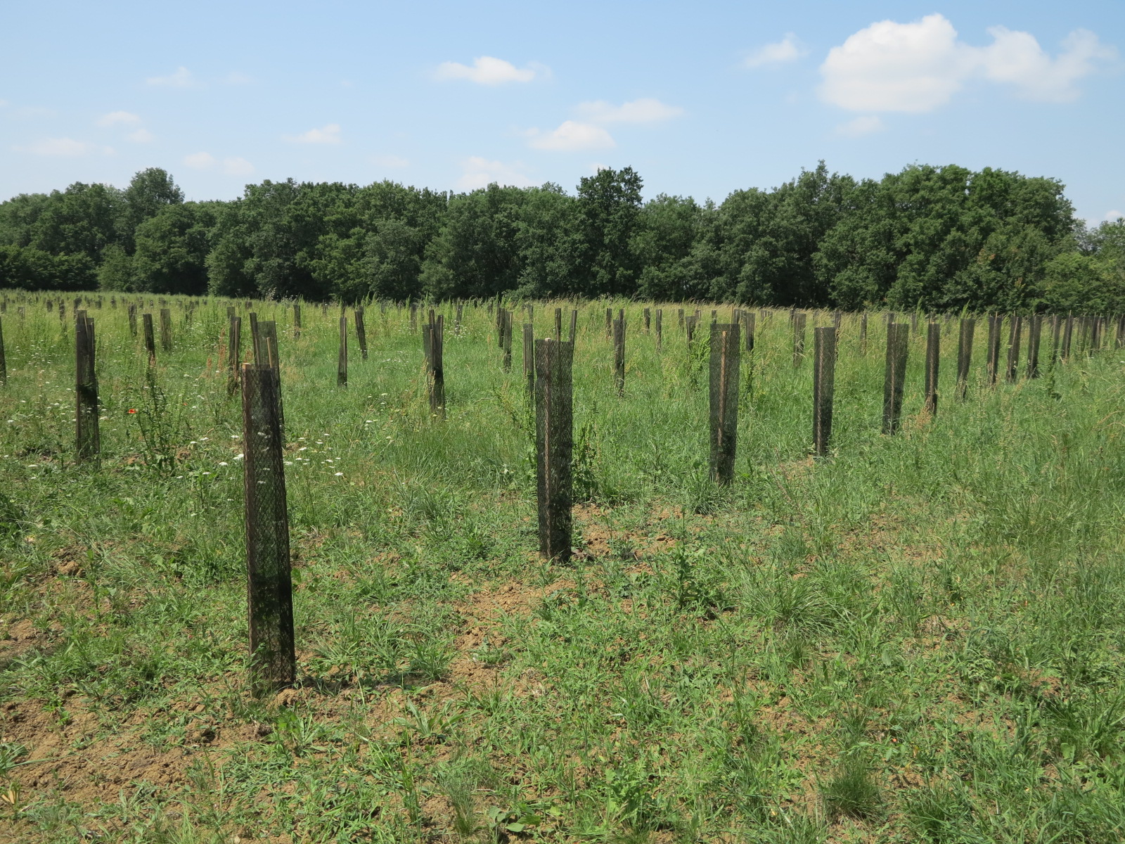 Les Coopératives Forestières acteurs de la réussite du Plan de renouvellement des forêts (France Relance)