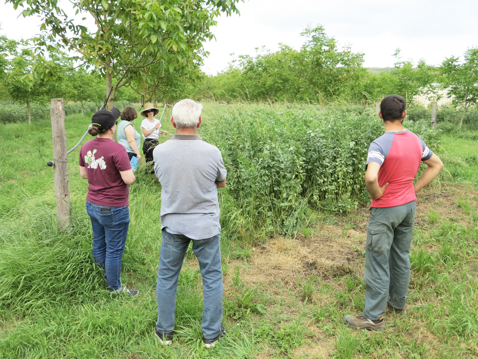 Couverts végétaux&nbsp;: Estimer leur valeur agronomique