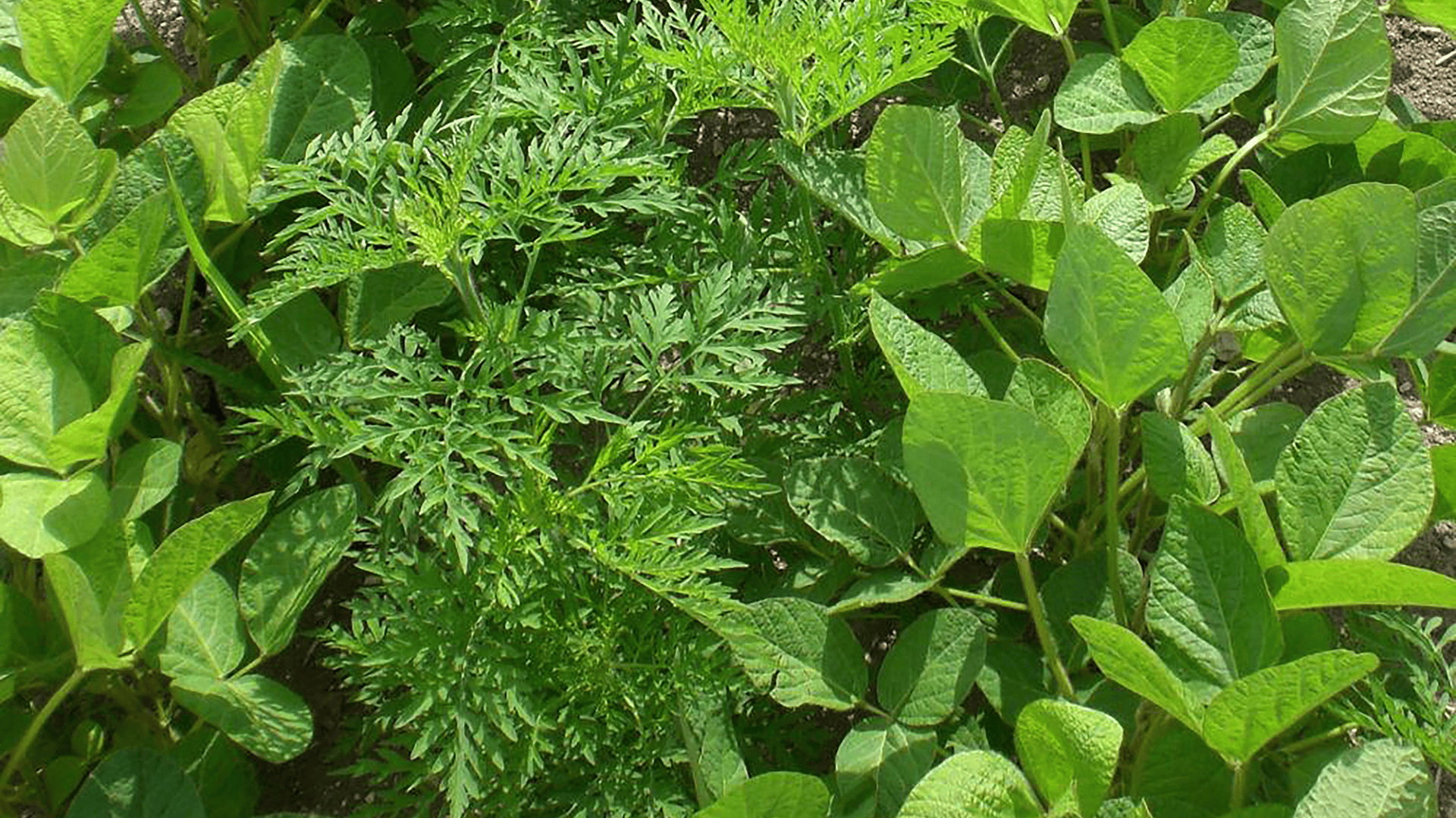 Ambroisie&nbsp;: Des règles à respecter en désherbage de post levée en tournesol et soja