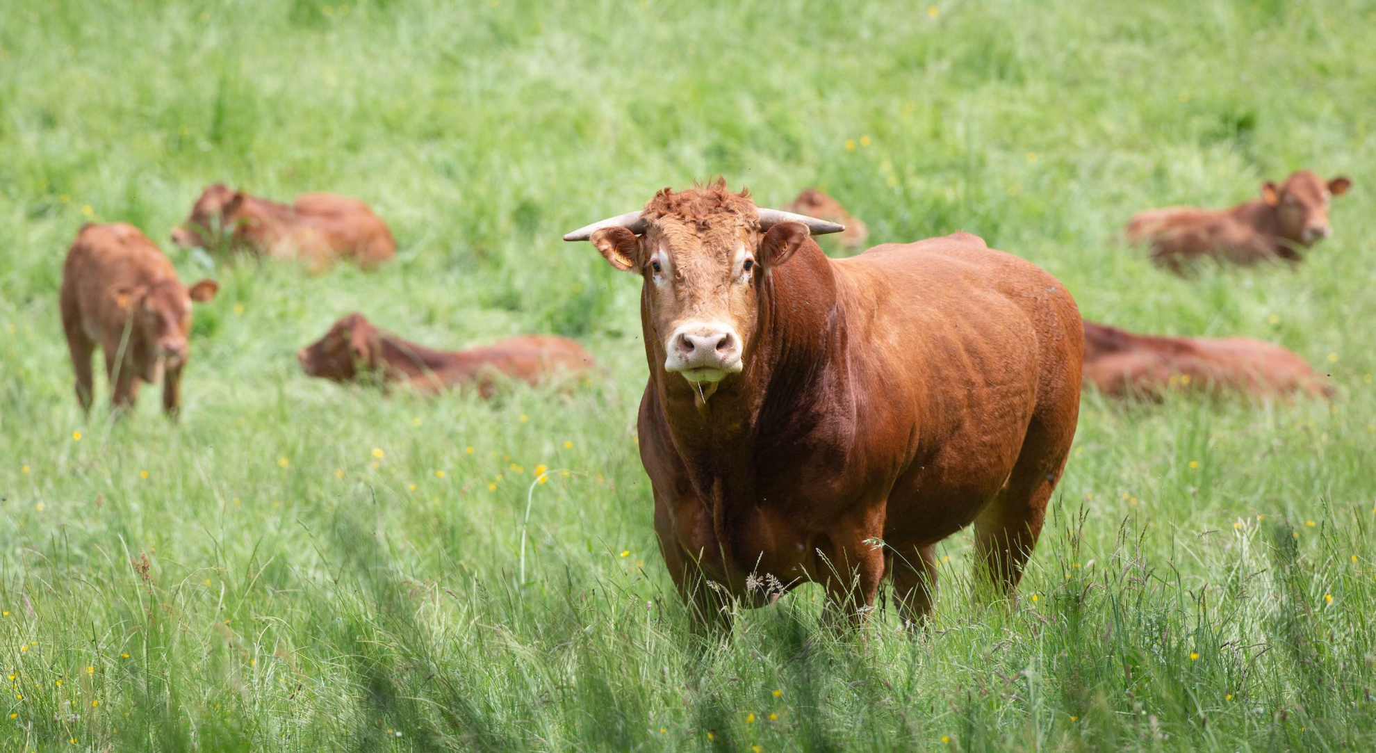 La Cour des comptes&nbsp;: Elle veut «&nbsp;une réduction importante du cheptel&nbsp;» bovin