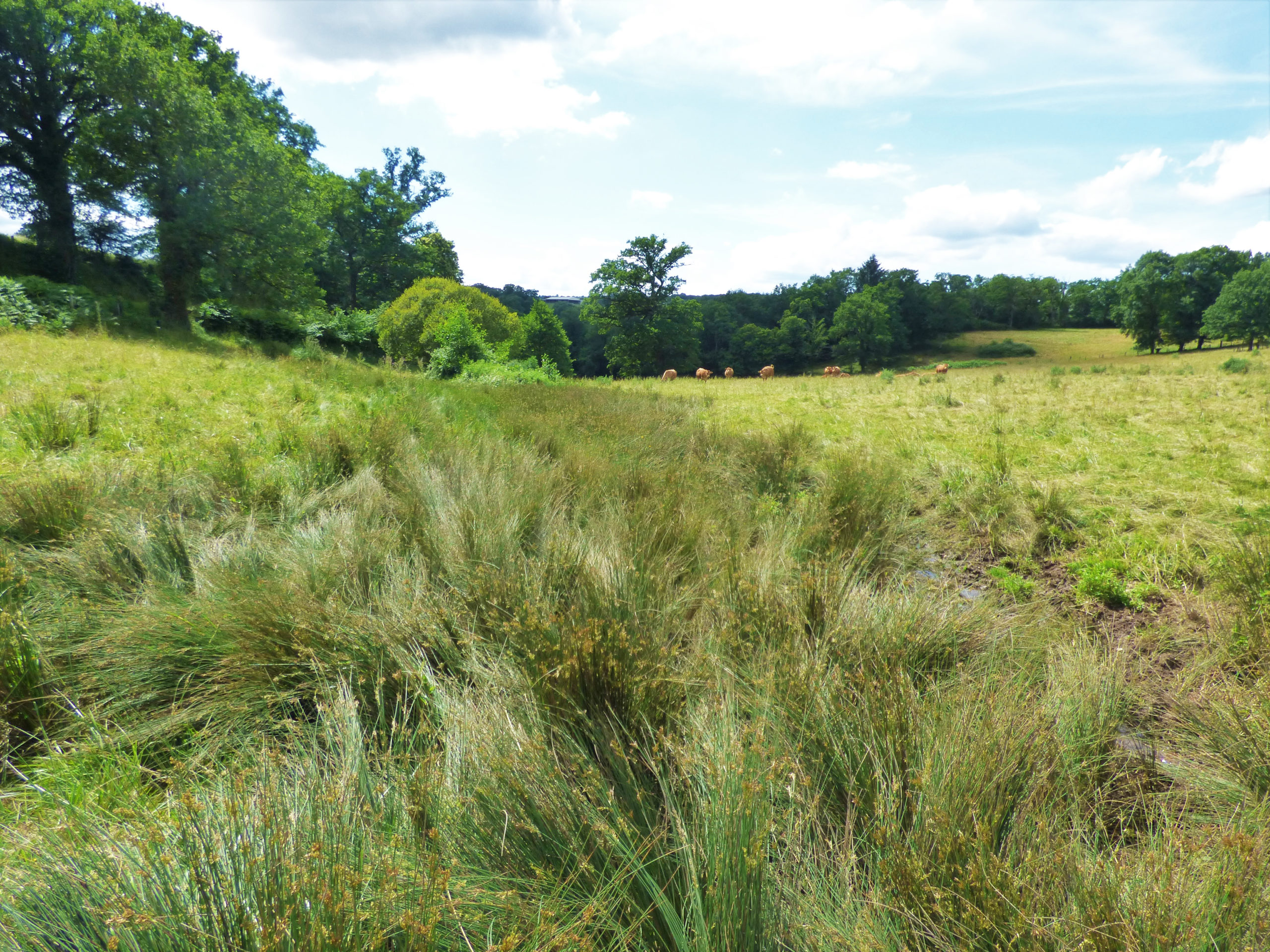 Adasea.d&rsquo;Oc&nbsp;: Zones humides